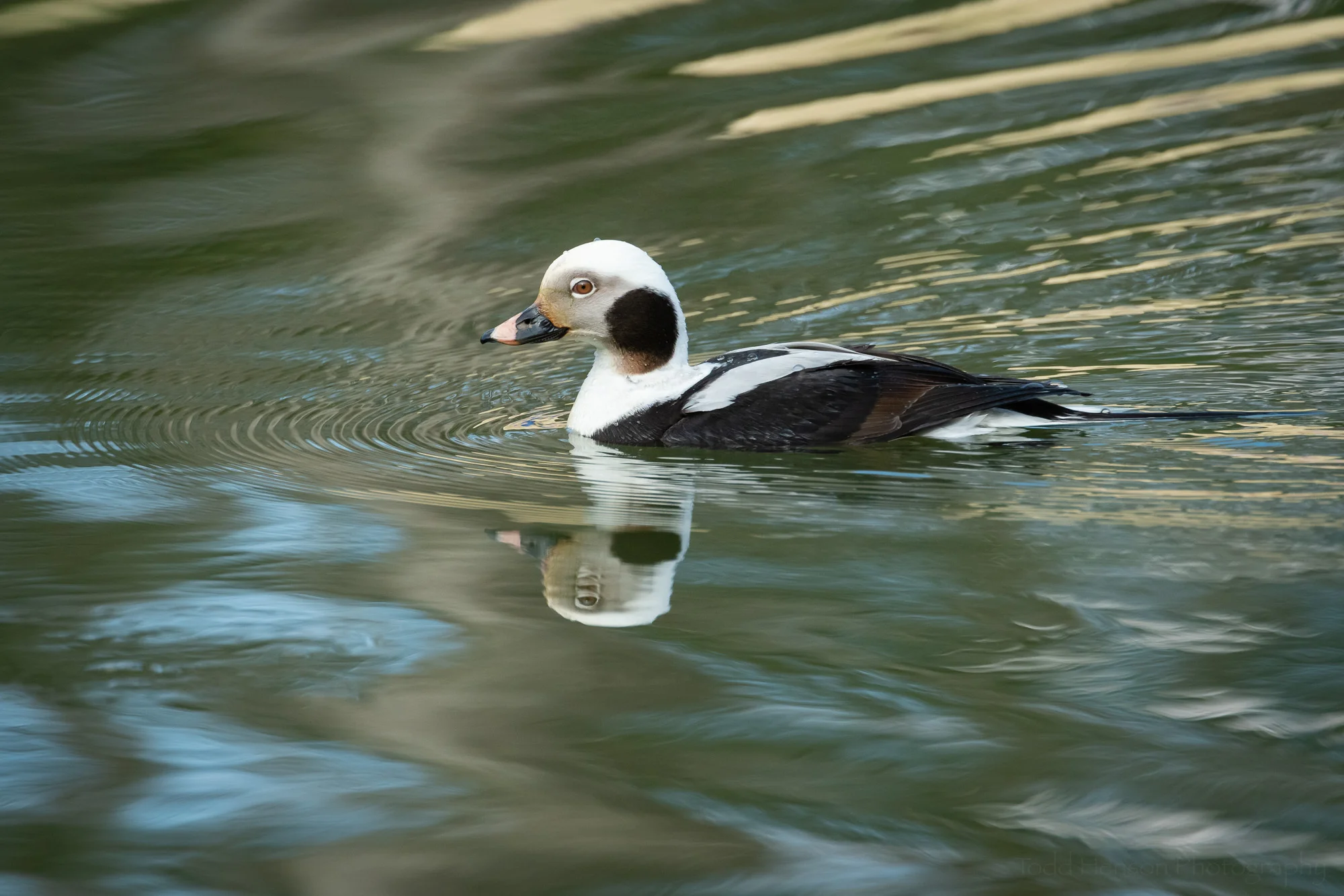 Reflecting on a Long-tailed Duck #1
