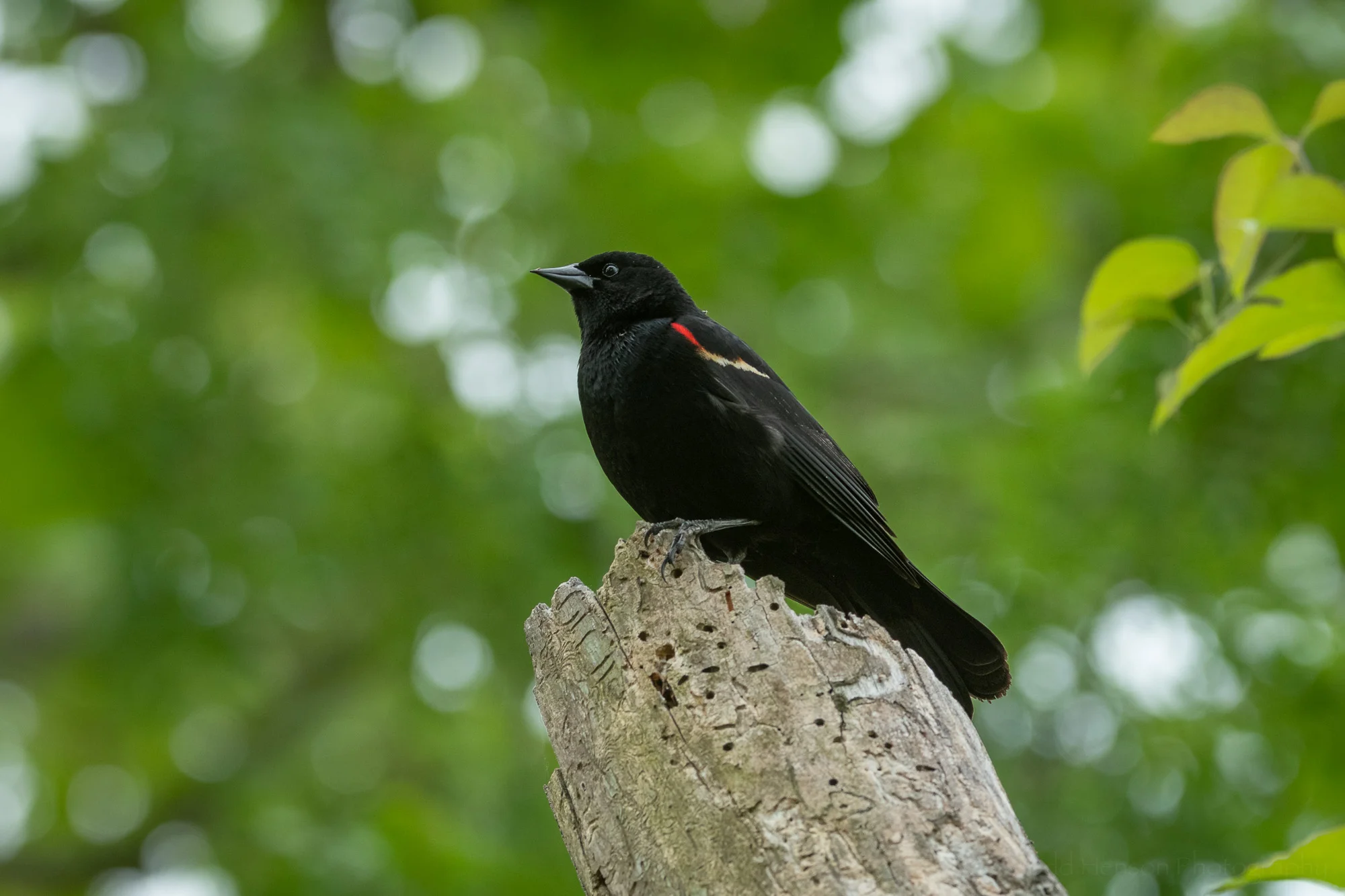 A male Red-winged Blackbird perched atop a dead tree.