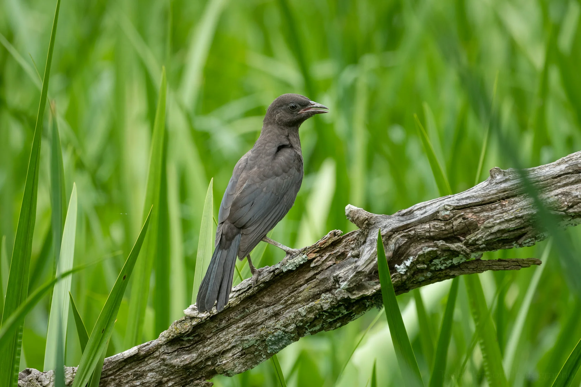 An adolescent Common Grackle resting on a fallen tree.