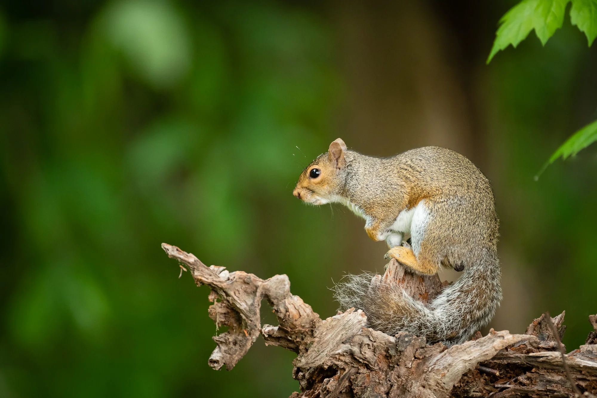 A posing Eastern Gray Squirrel. They may be common, but I still enjoy photographing them.