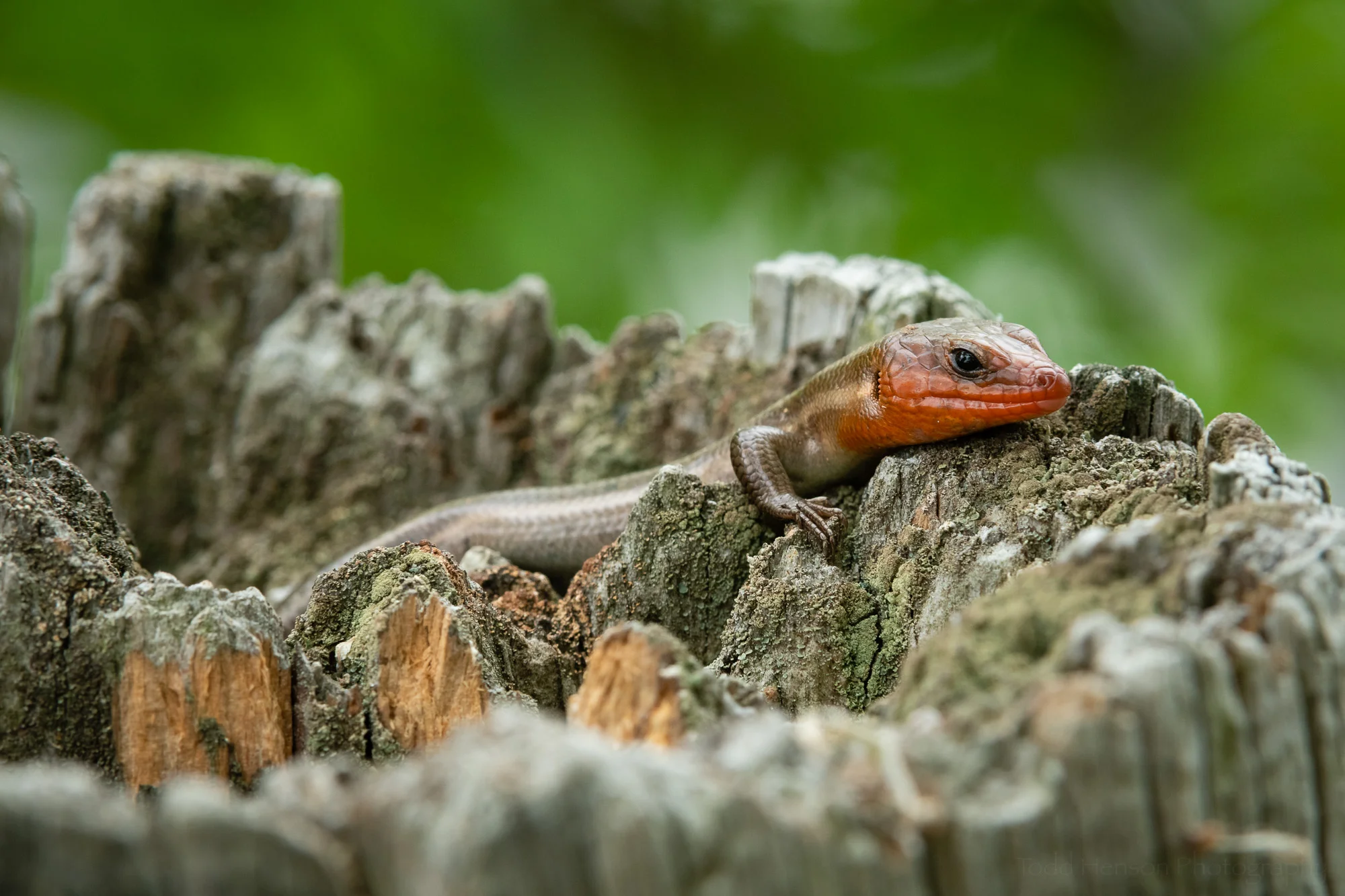 A Five-lined Skink resting atop a wooden post.