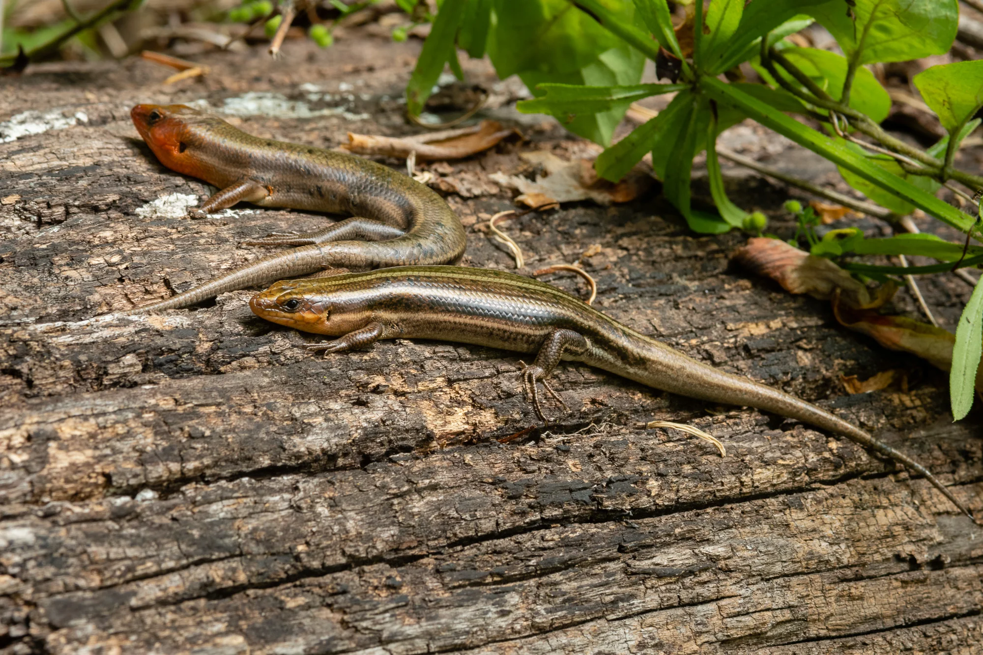 A male and female Five-lined Skink. The male is in the background, with a larger head and redder face. The female is in the front, with a smaller head and more orange/yellow face.