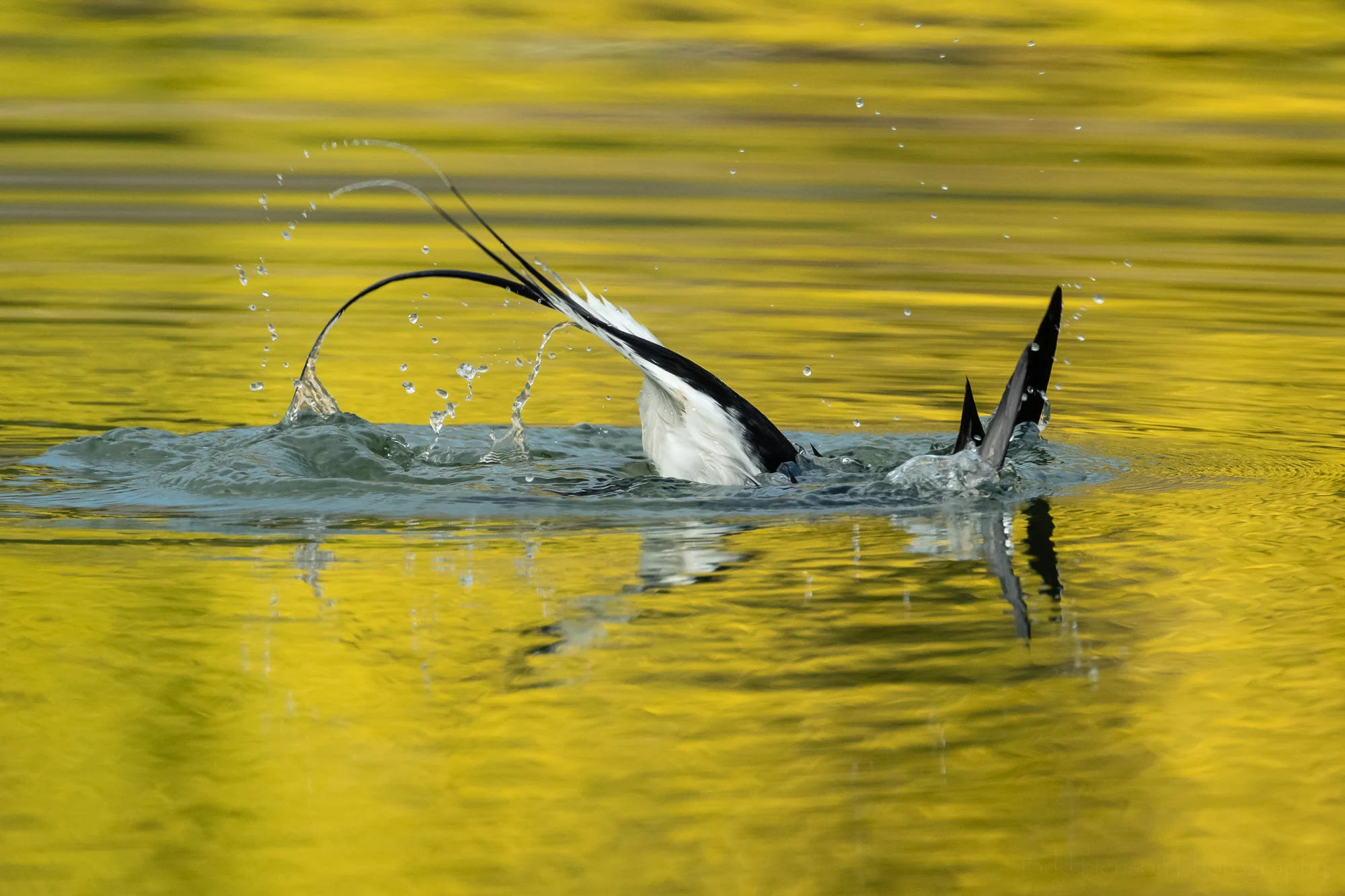 Diving Below the Glowing Surface