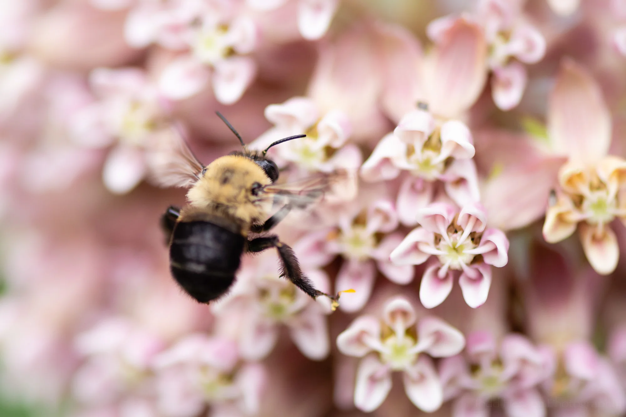 Buzzing for Milkweed, a bumble bee flying beside milkweed flowers.