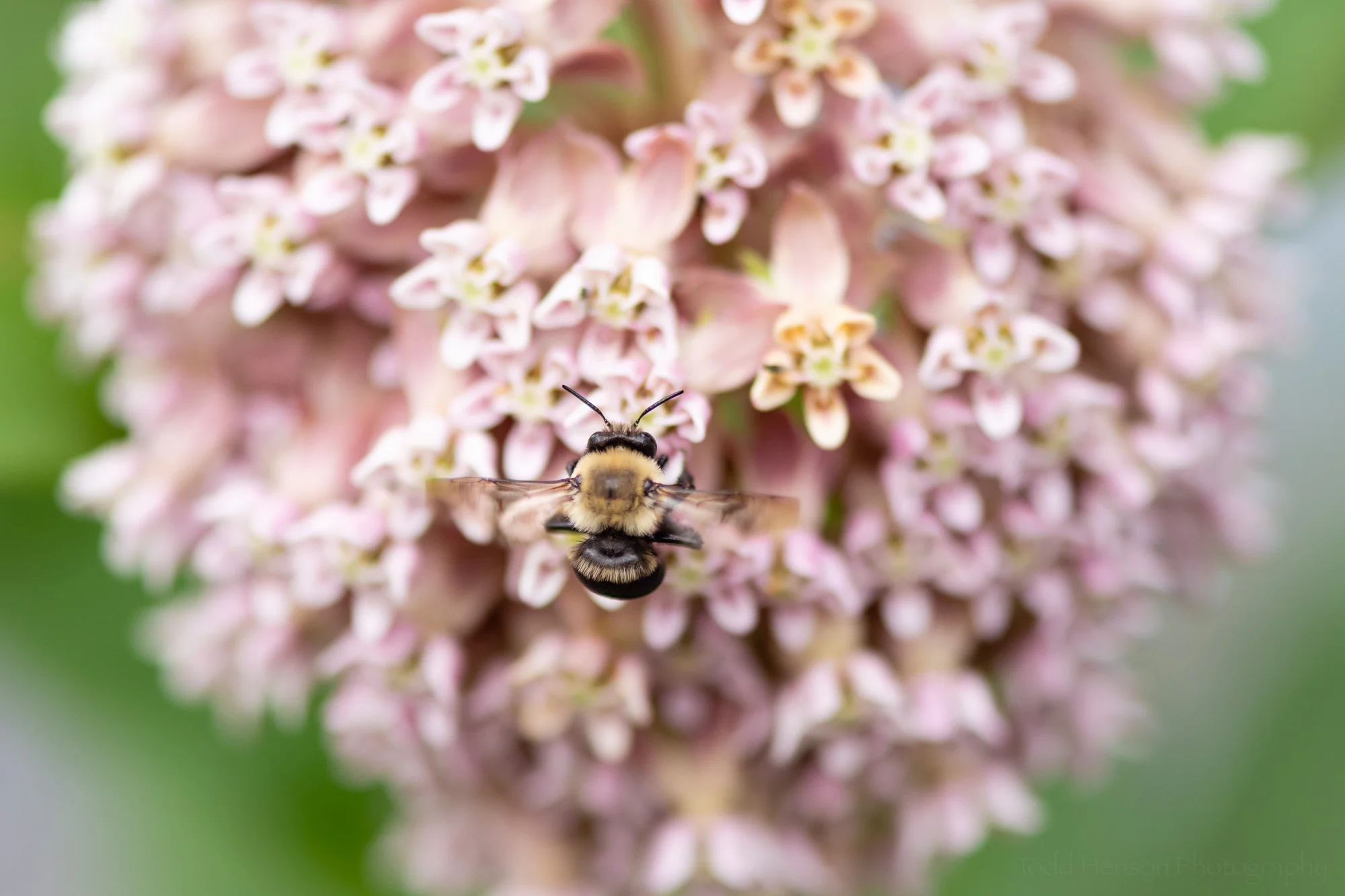 A bumble bee gathering pollen on milkweed.