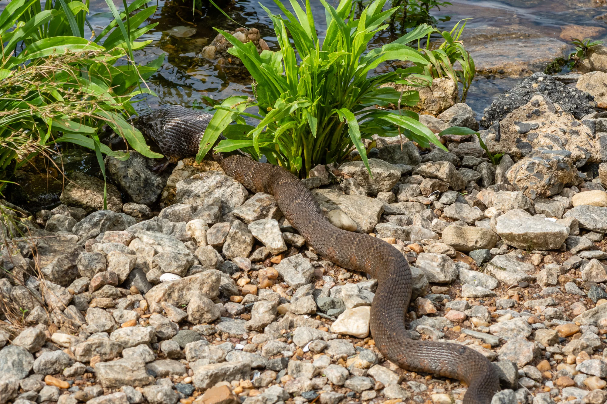Moving in a little closer to the Northern Watersnake.