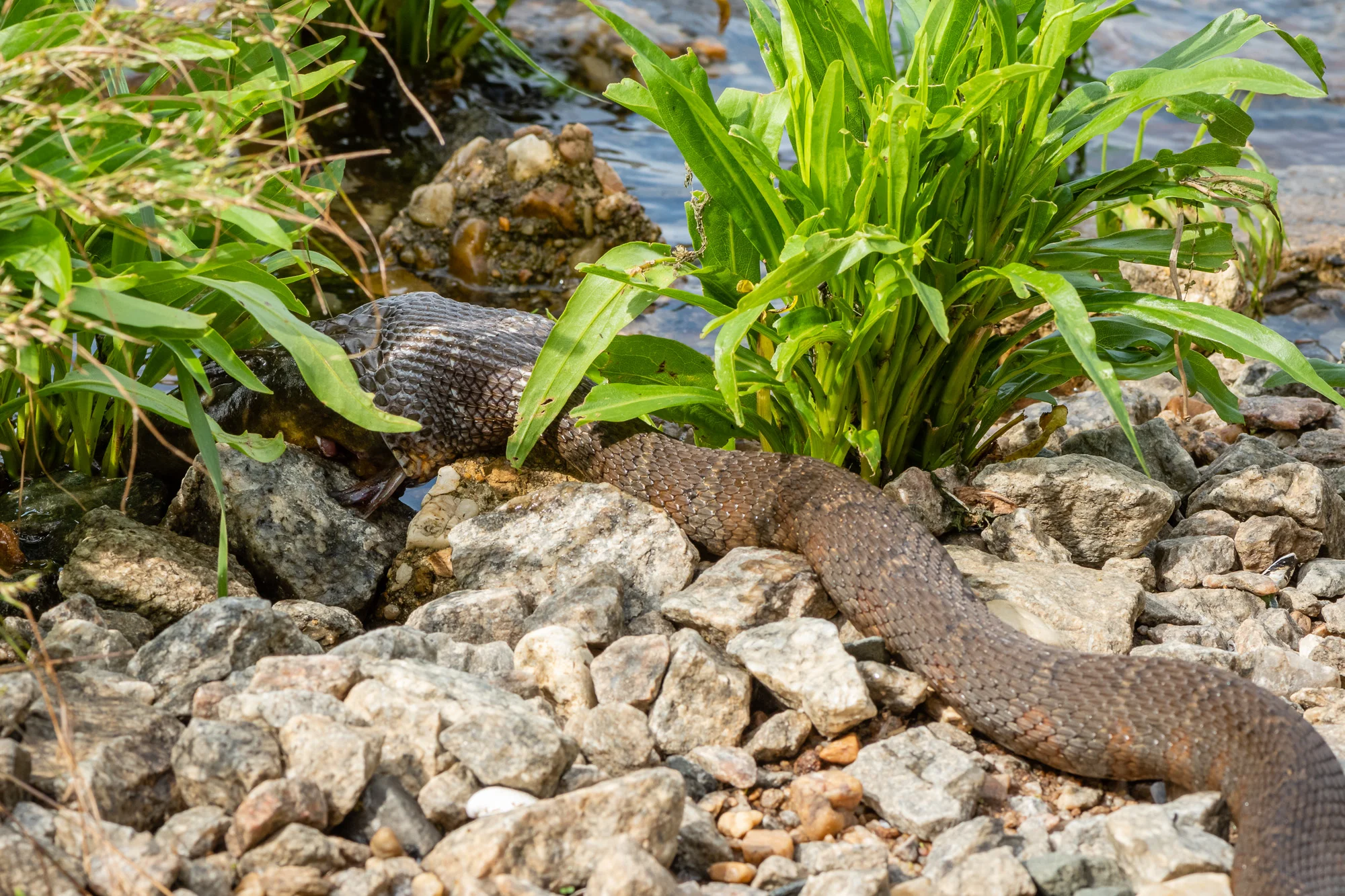 Closer still, approaching the Northern Watersnake.