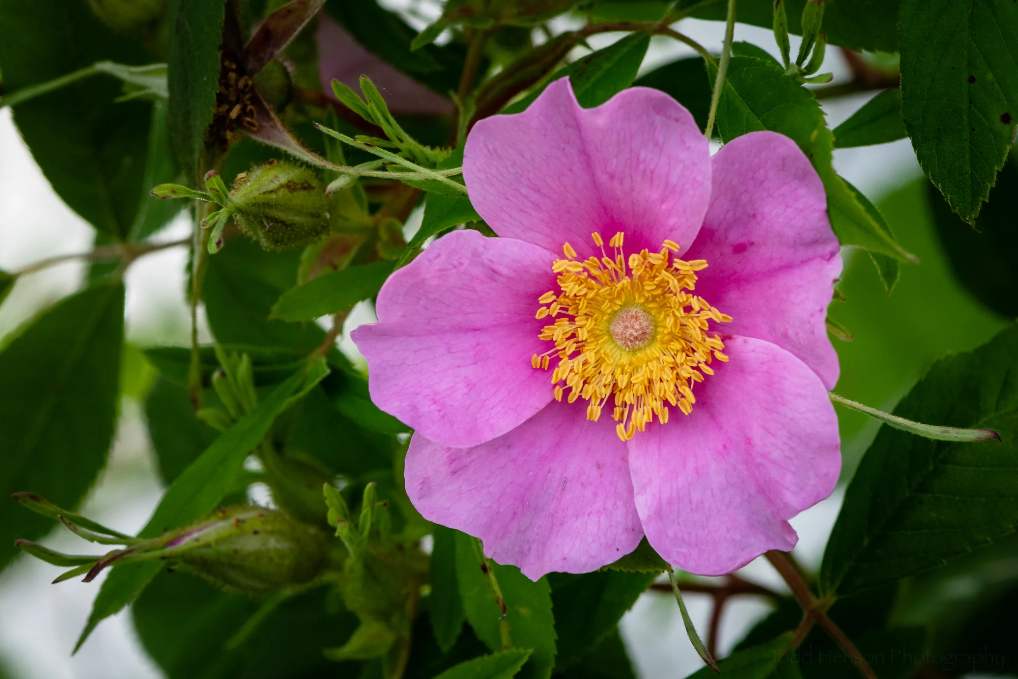 A pink Virginia Rose