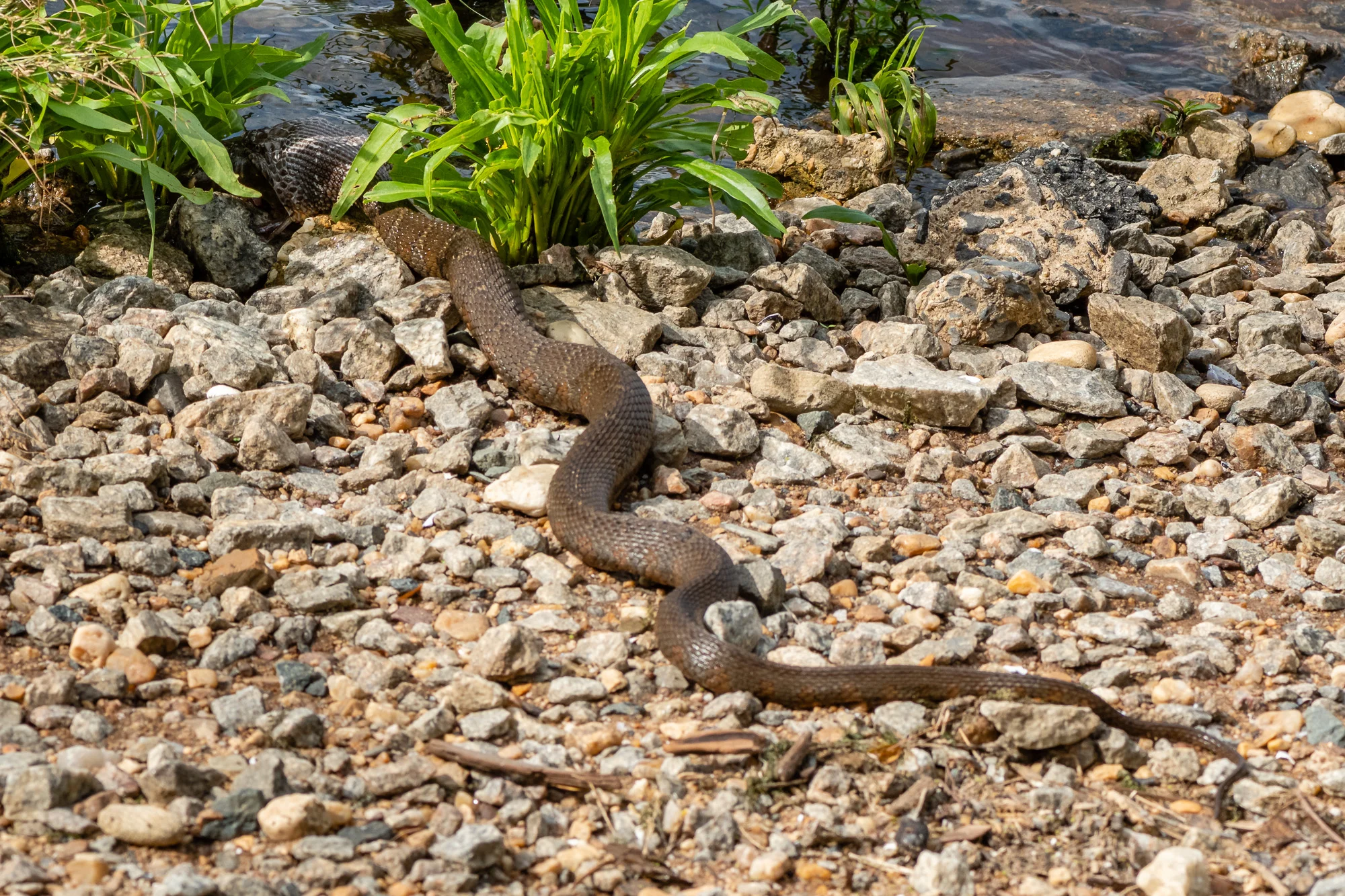 A Northern Watersnake swallowing prey along the waters edge.
