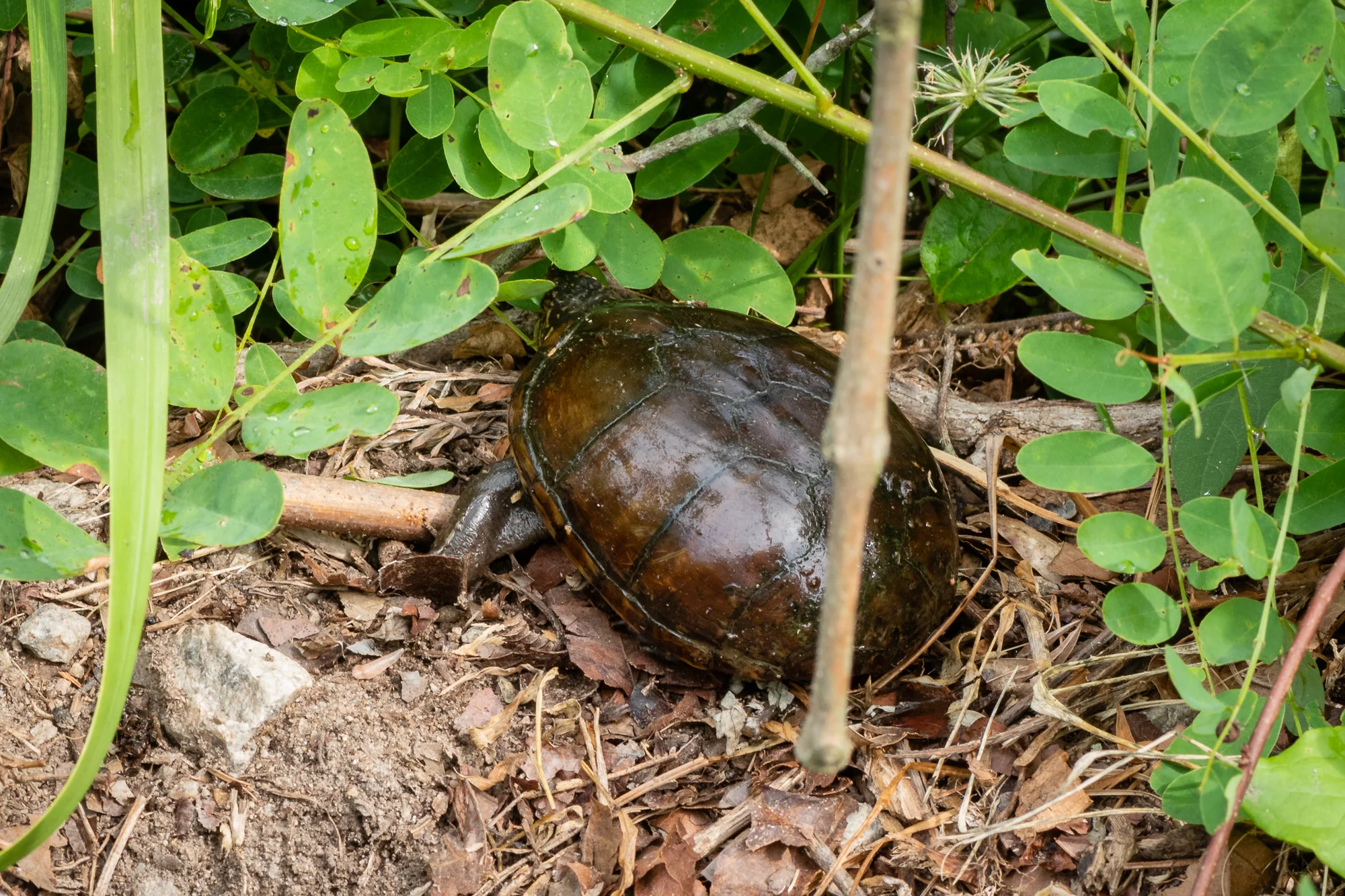 A Southeastern Mud Turtle hurrying off the trail towards the swampy area.