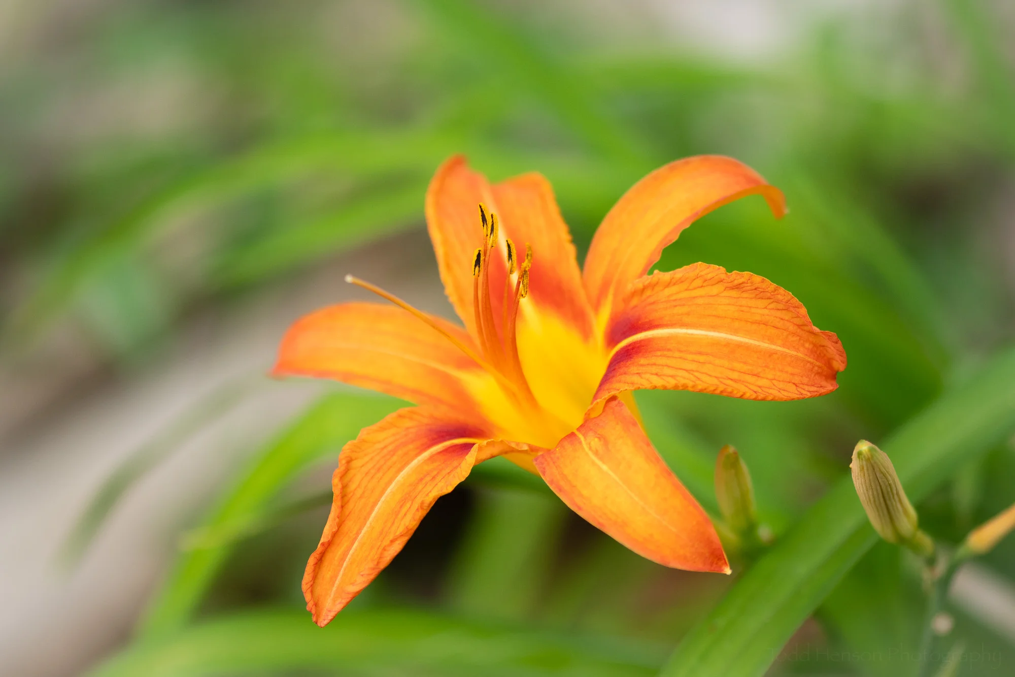 Common Daylily, Occoquan Bay National Wildlife Refuge, Early June 2019