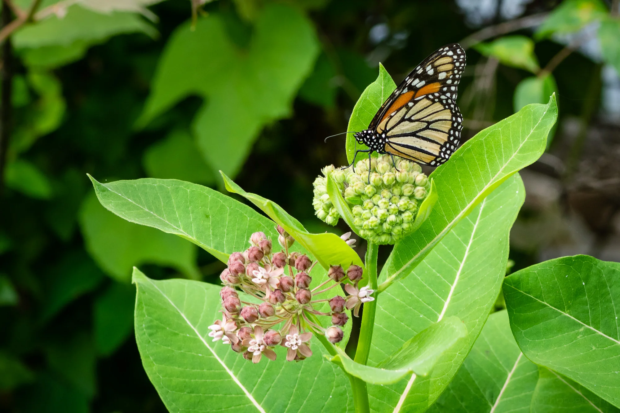 Common Milkweed with a Monarch Butterfly, Occoquan Bay National Wildlife Refuge, Early June 2019
