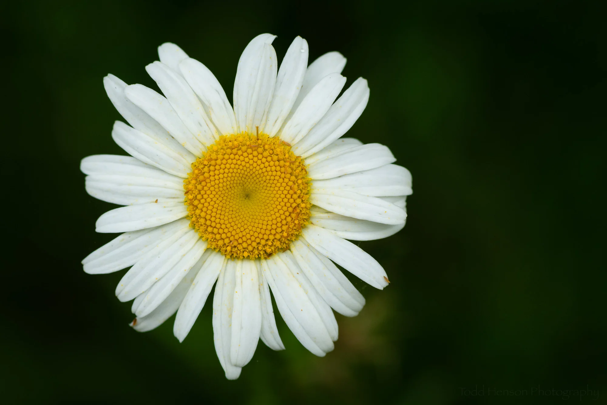 Oxeye Daisy Closeup, Occoquan Bay National Wildlife Refuge, Early June 2019