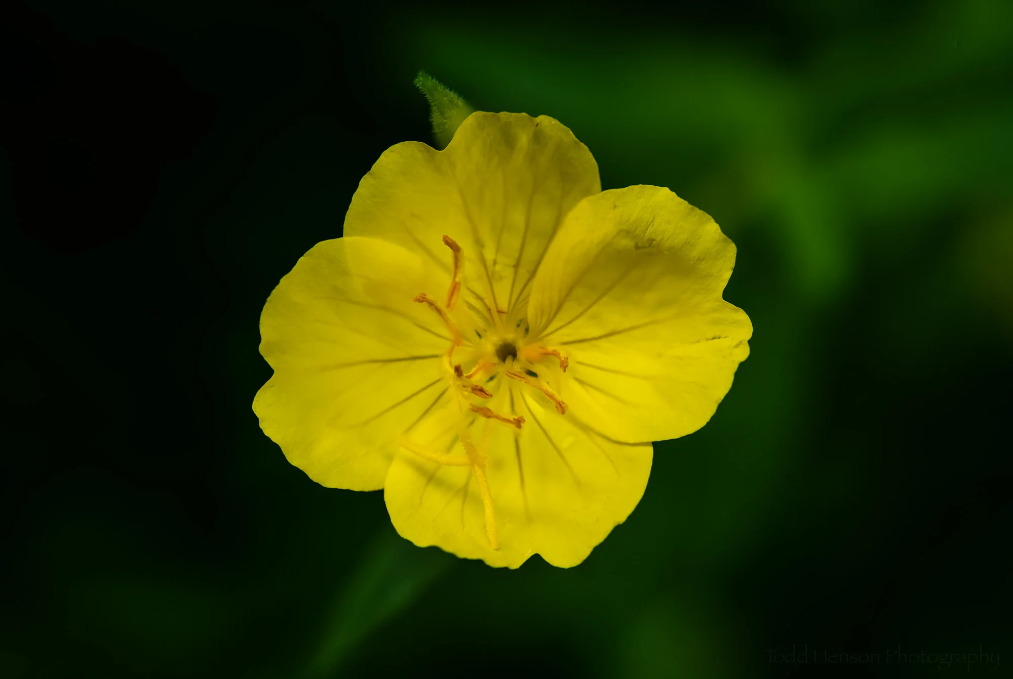 Sundrop, Occoquan Bay National Wildlife Refuge, Early June 2019