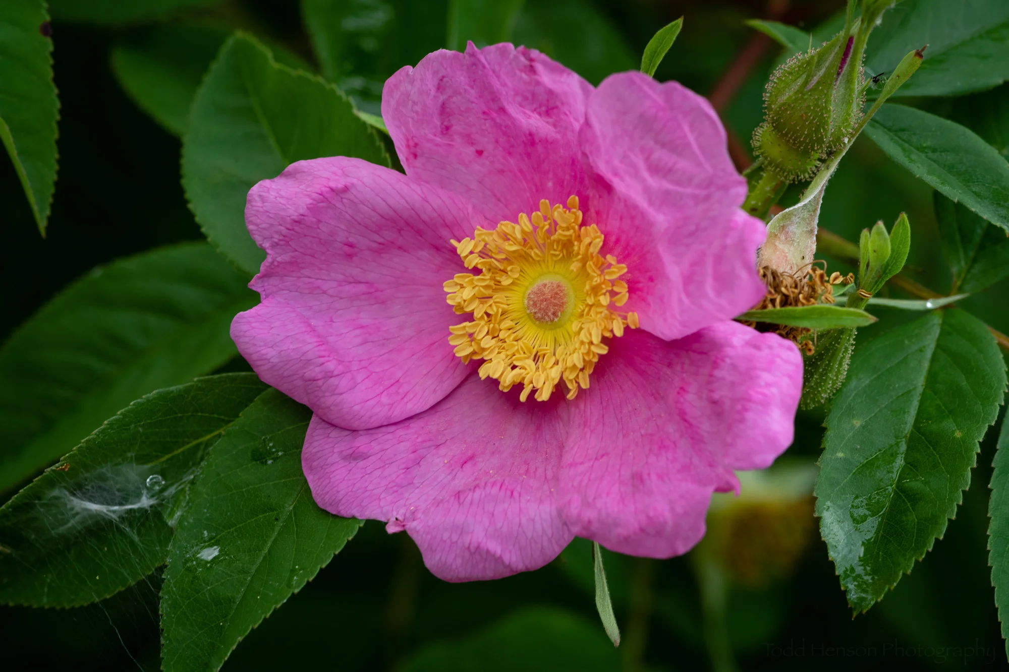 Virginia Rose, Occoquan Bay National Wildlife Refuge, Early June 2019
