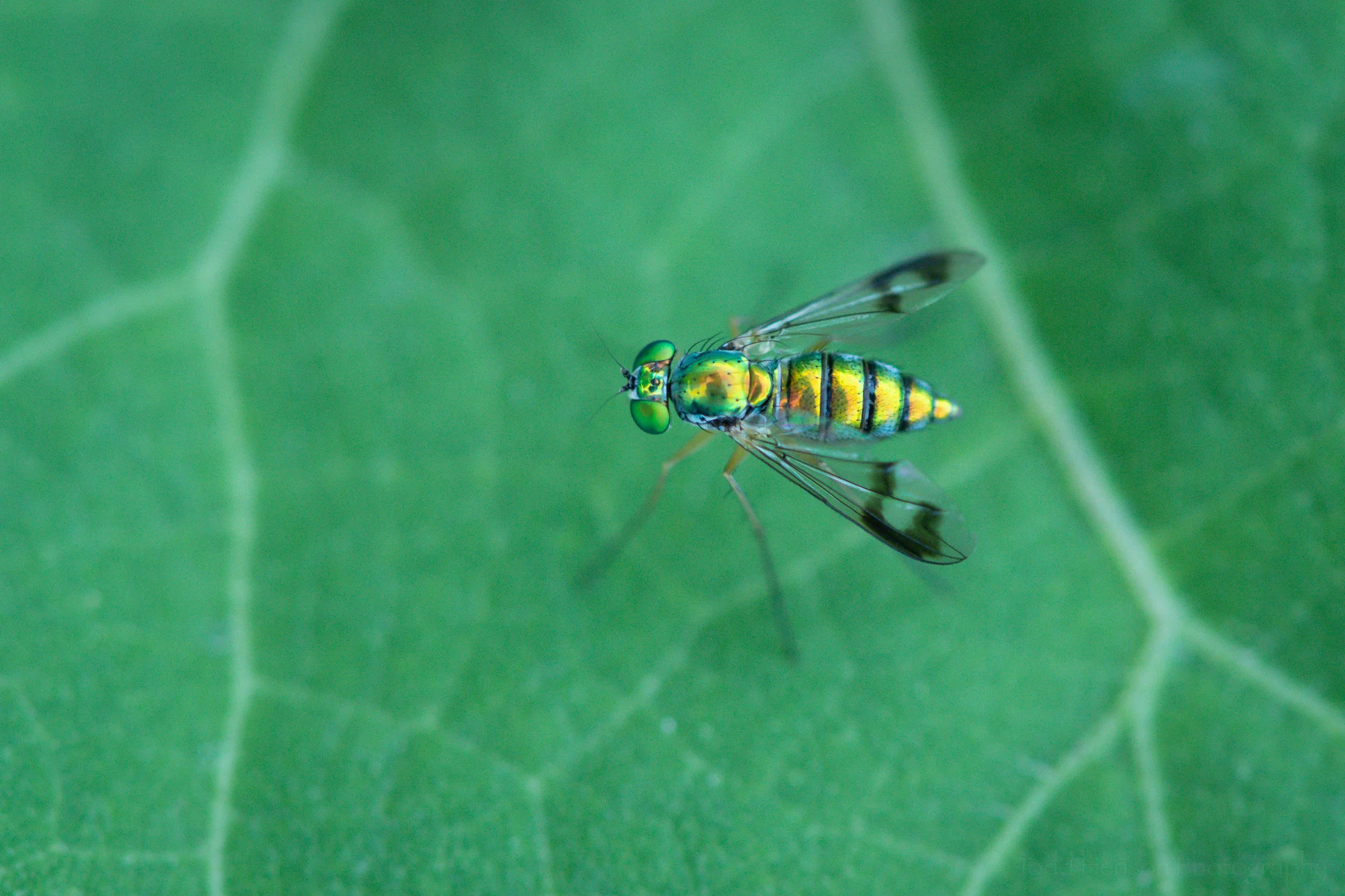 Top down view of an iridescent, metallic looking Long-legged Fly.