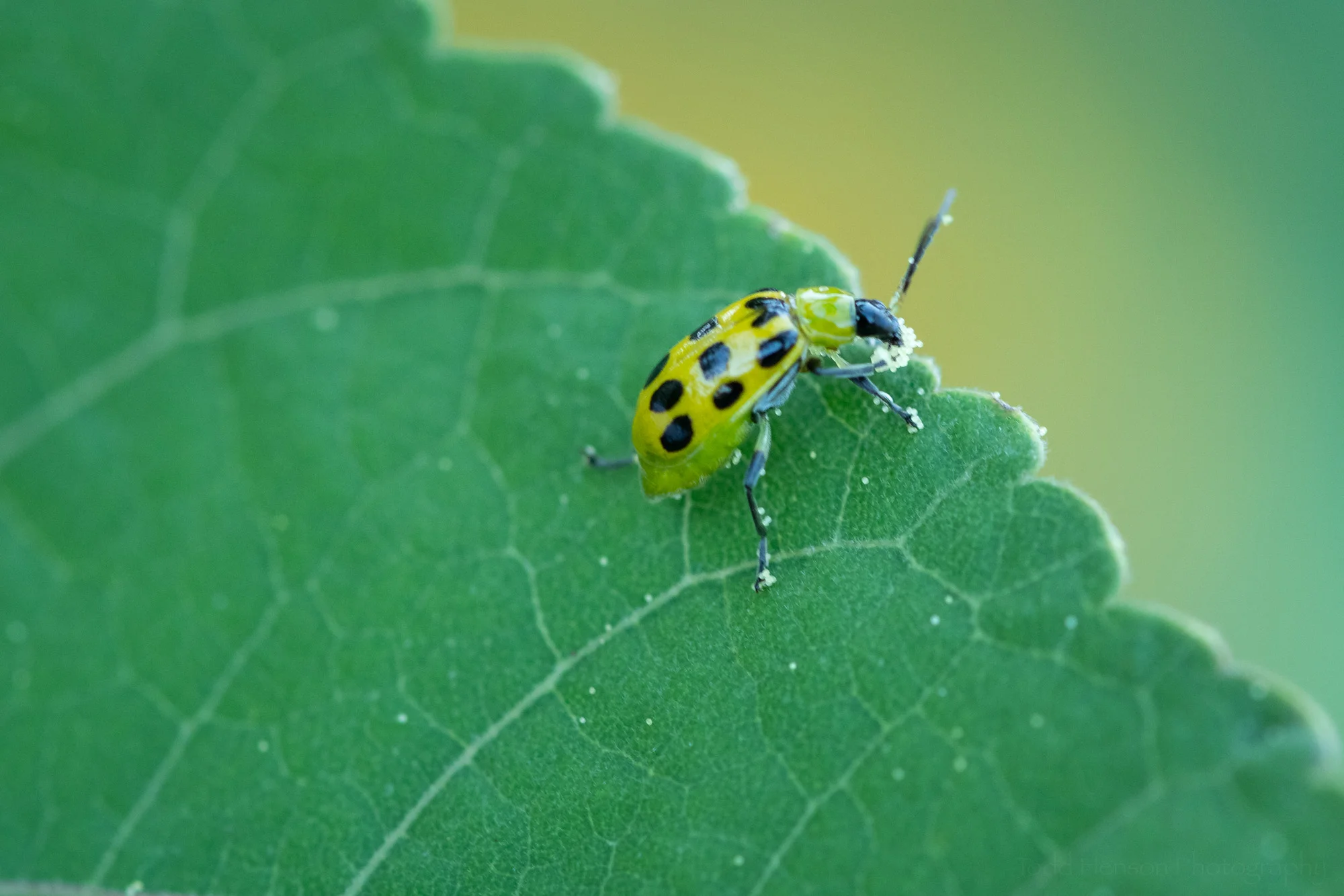 A Spotted Cucumber Beetle eating the hibiscus pollen off its front legs.