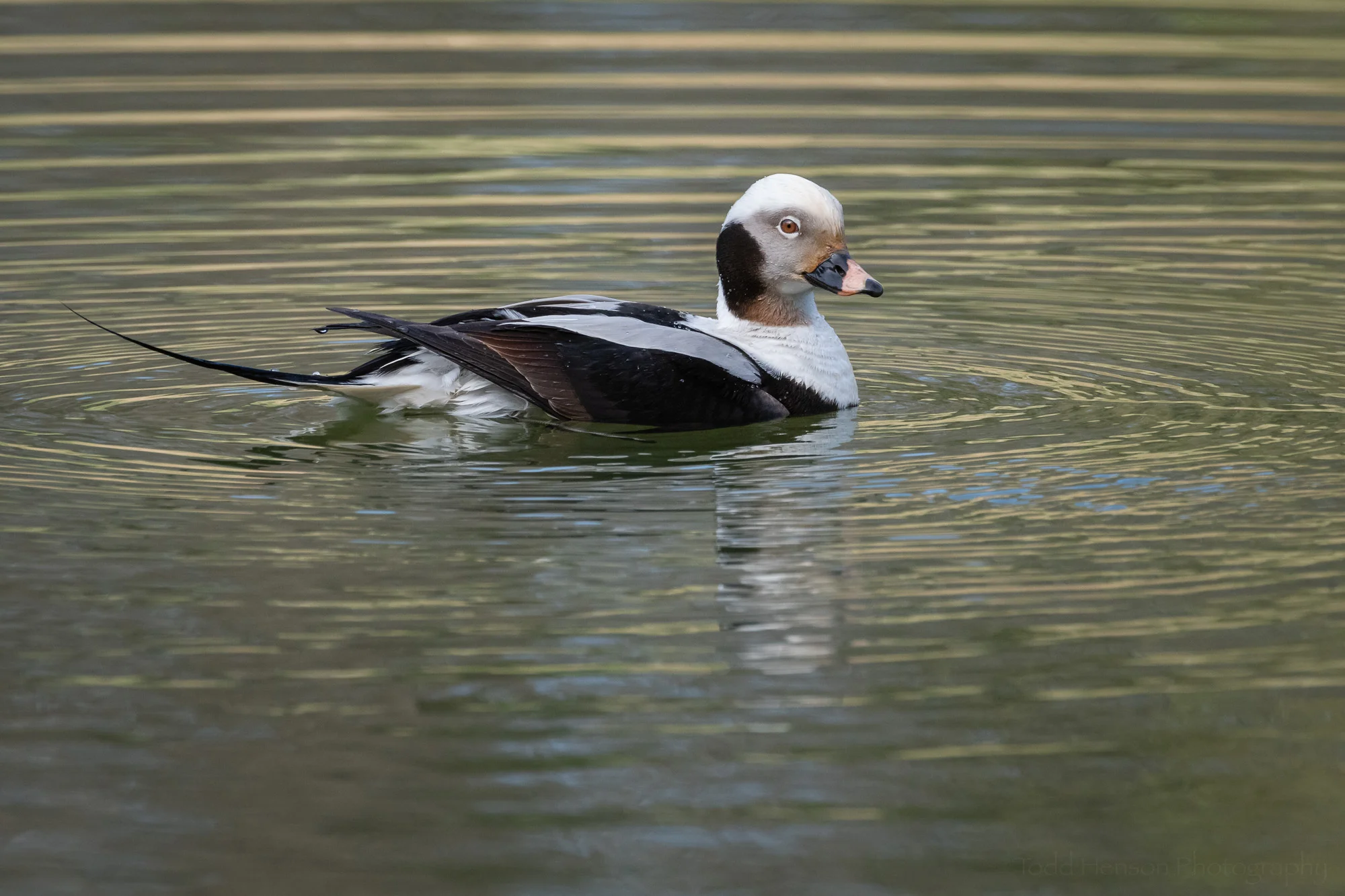 Elegance of a Long-tailed Duck