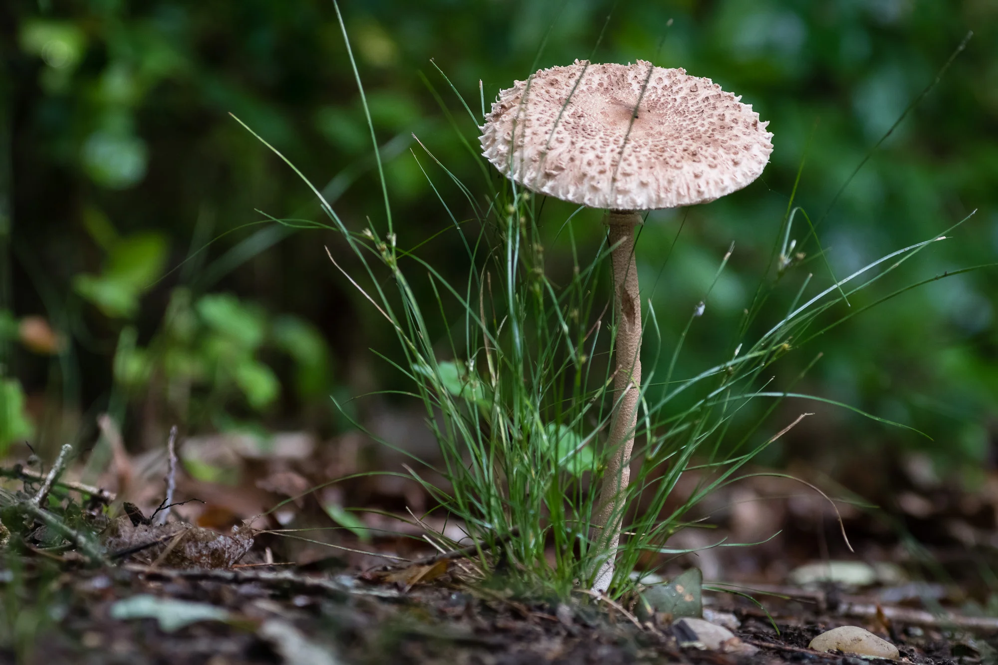 A horizontal view of a parasol mushroom growing out of a small patch of grass.