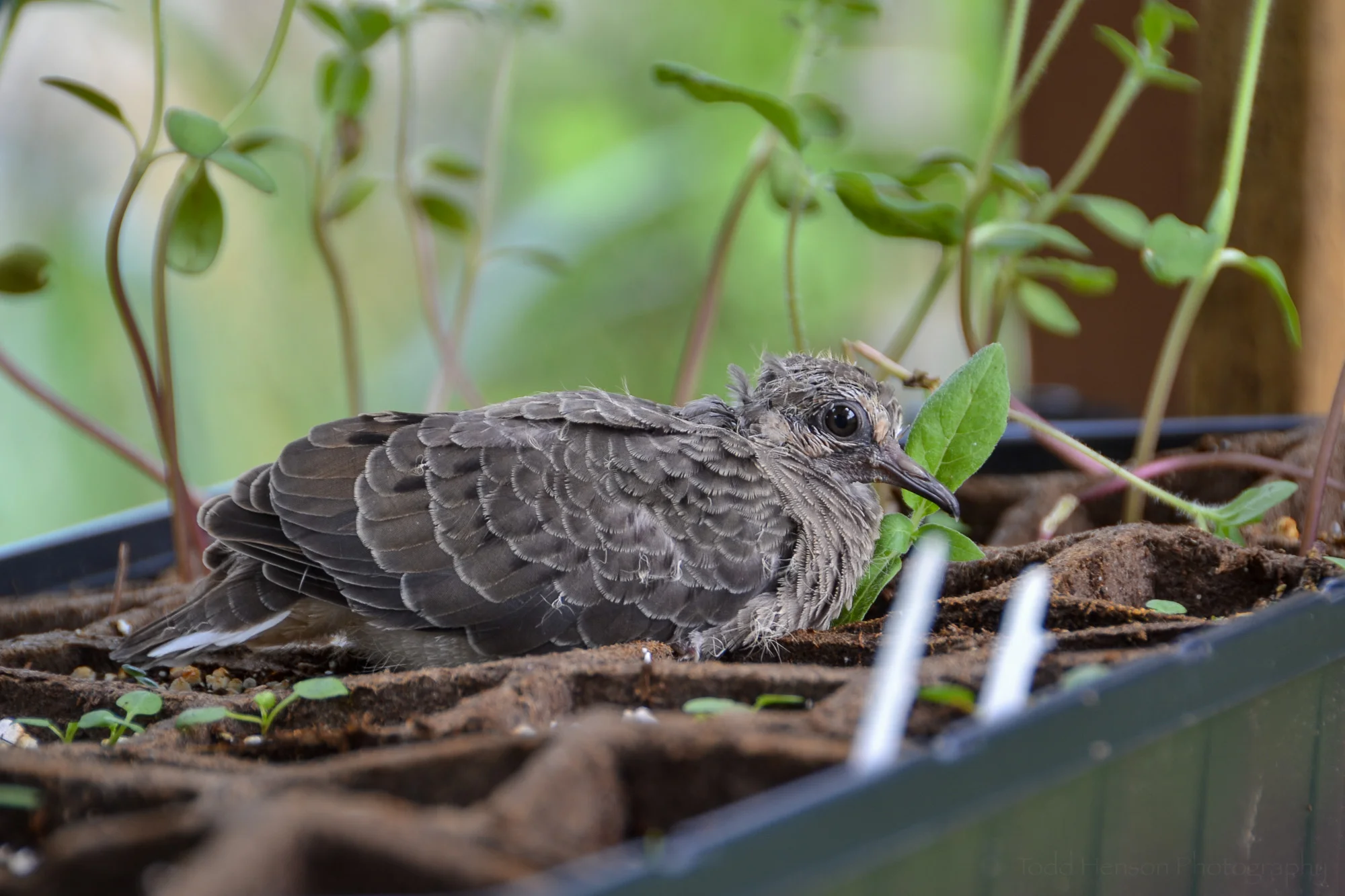 A young, newly fledged, Mourning Dove resting atop some sprouting plants.
