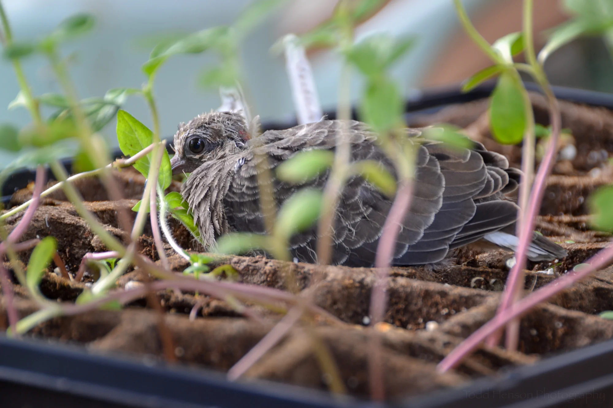A side view of the baby Mourning Dove, seen through the sproutlings. Notice the red patch on the back of its neck.