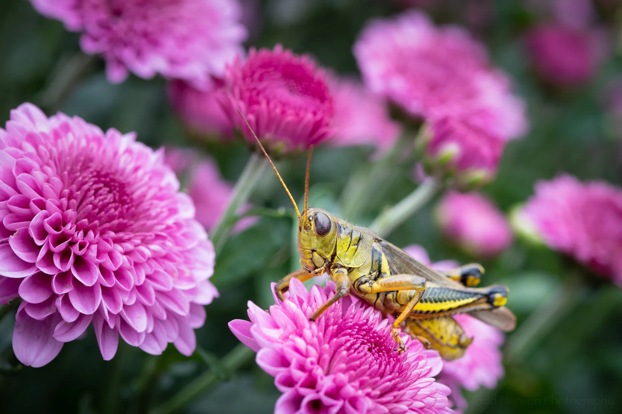 Amongst the Mums , a green grasshopper standing atop a pink chrysanthemum.