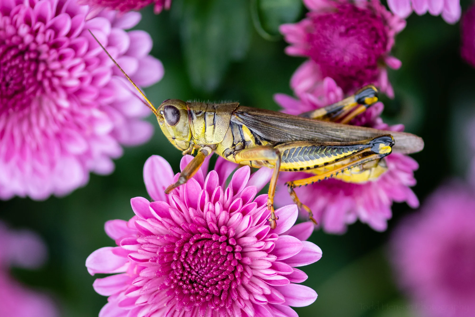 The Grasshopper and the Mums , it’s now shifted to the side of the flower.
