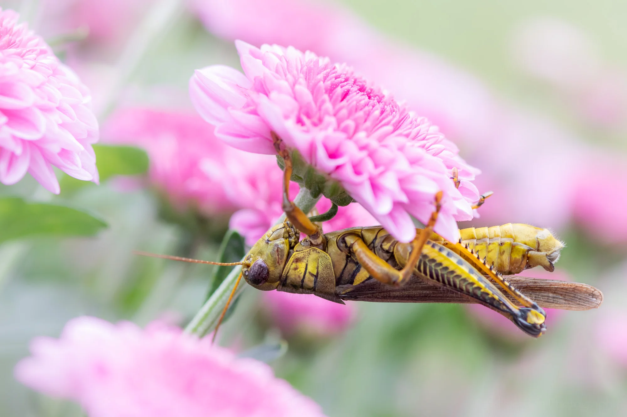 Under the Mum , the grasshopper hangs upside down under the chrysanthemum.