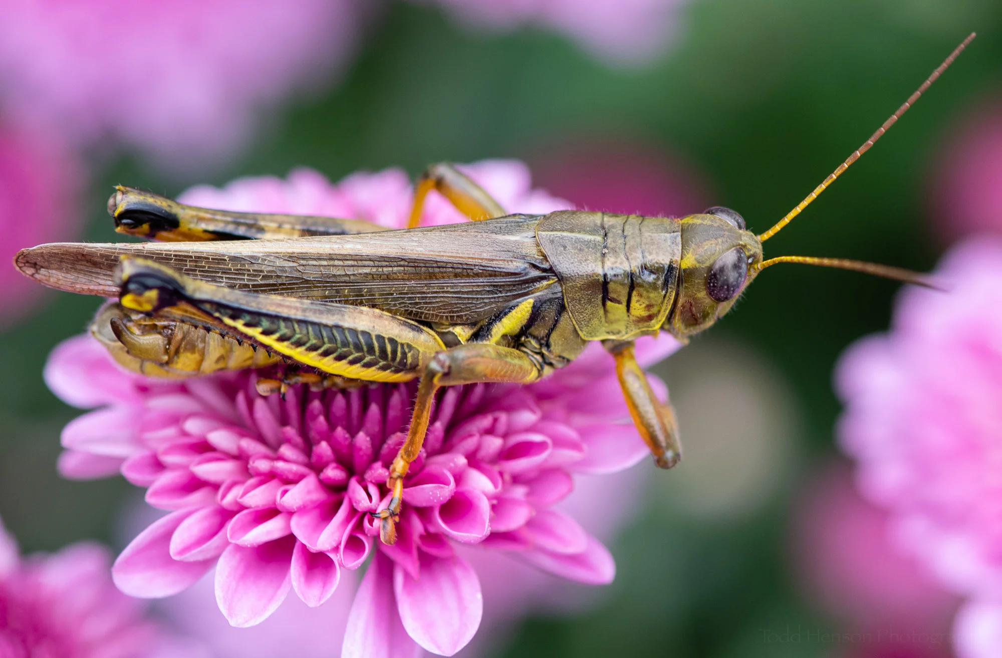 A grasshopper perched on a pink chrysanthemum.