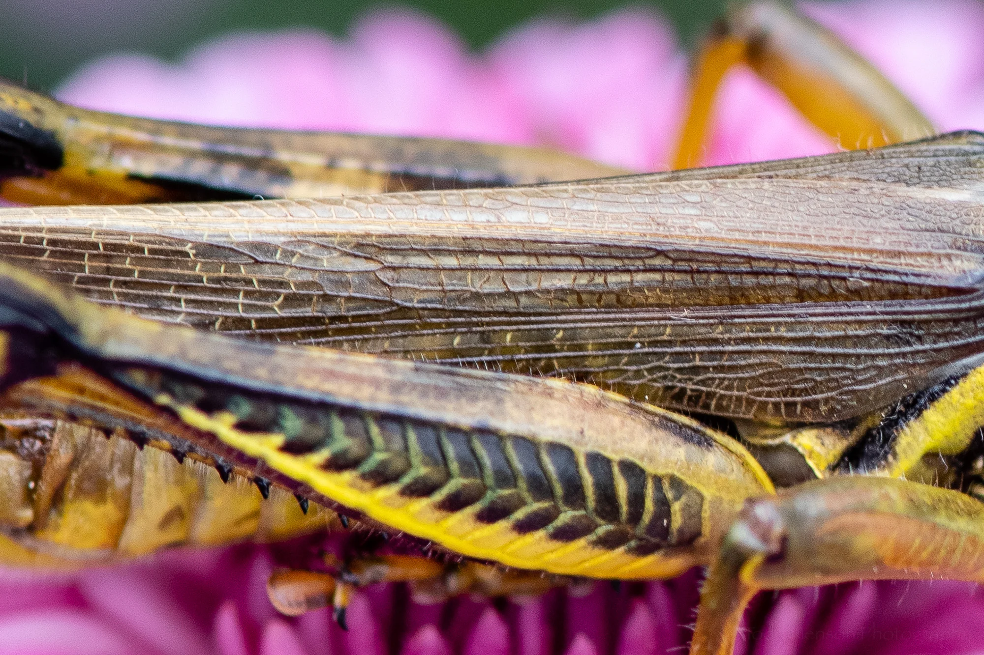 Details of the grasshopper’s rear leg and wings.