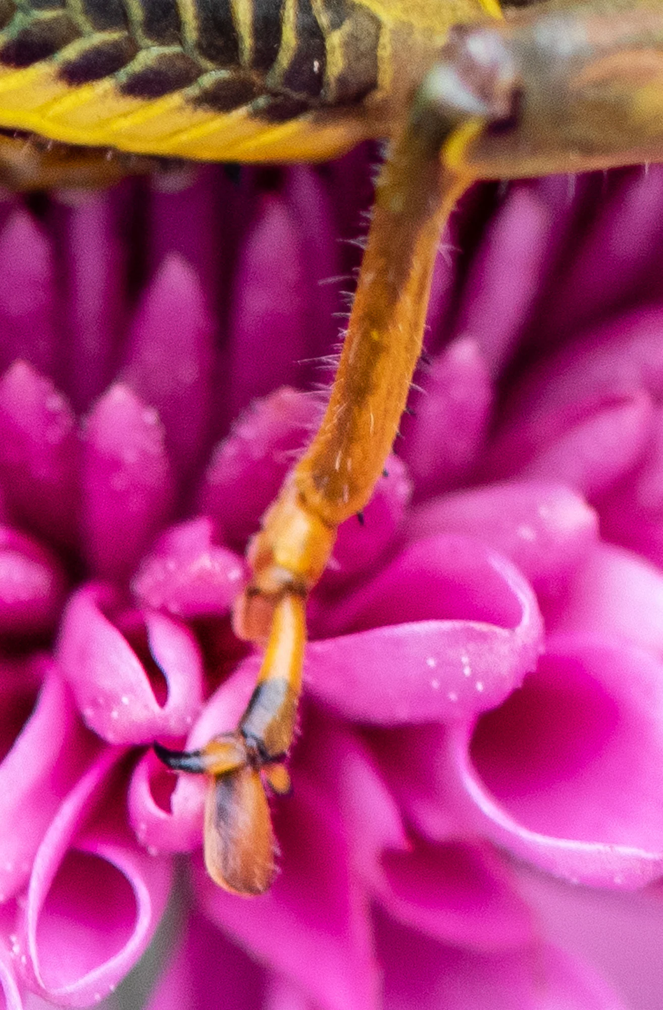 Look at the claw at the end of the rear leg of the grasshopper.