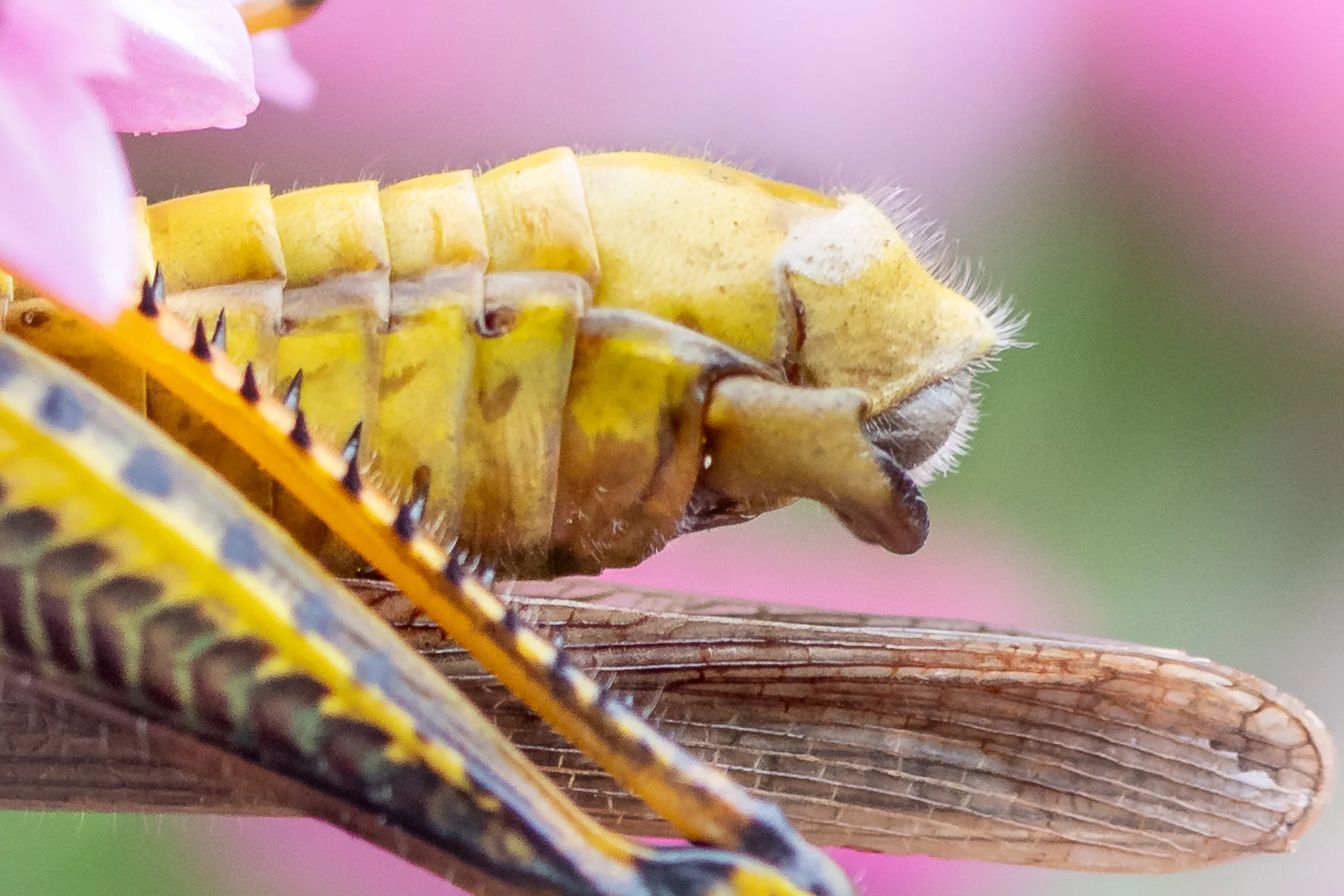 The end of the abdomen of the grasshopper. Notice the spines along the rear leg.