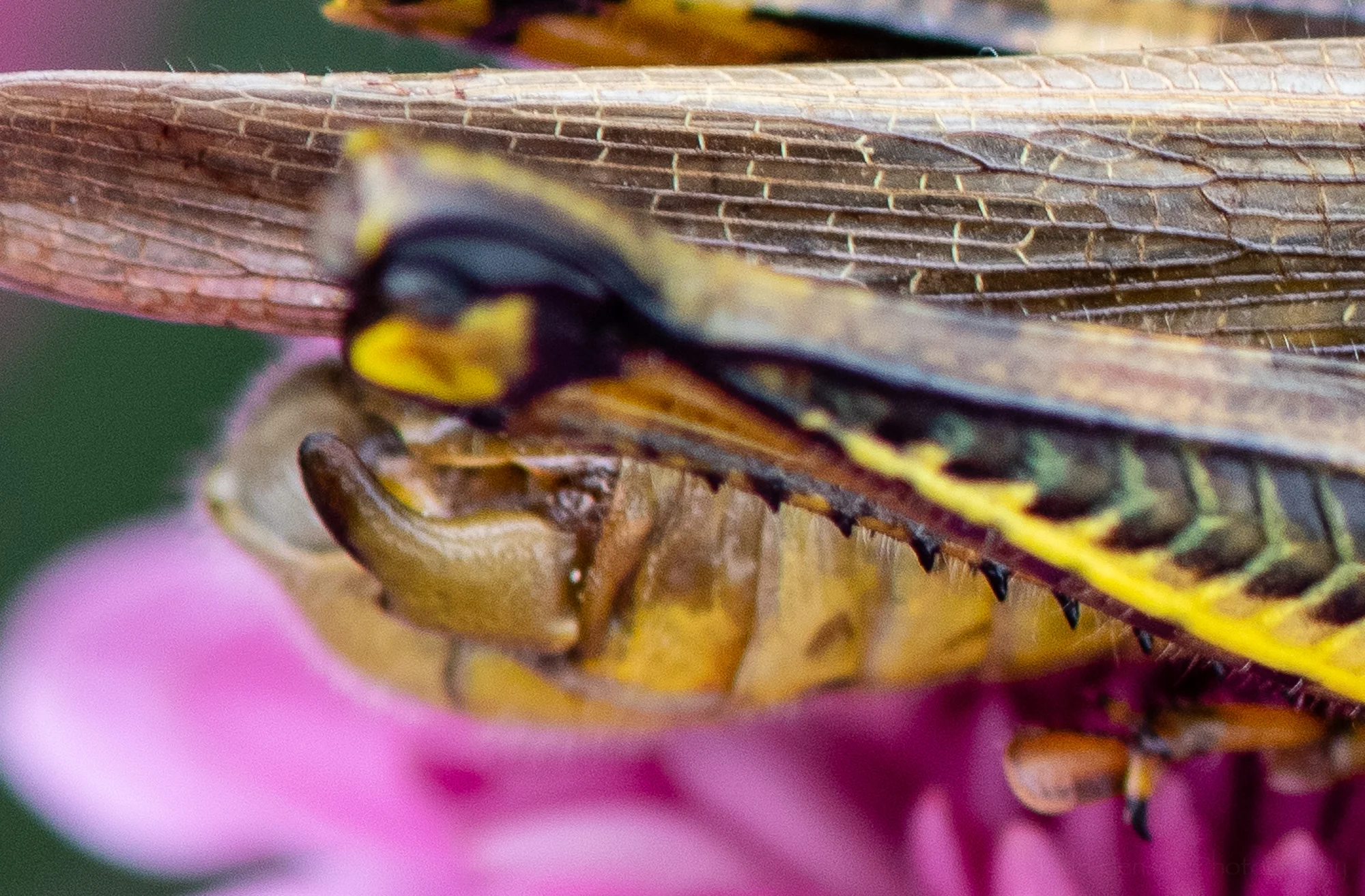 At the end of the grasshopper is what I believe to be a cercus, one of its touch organs.