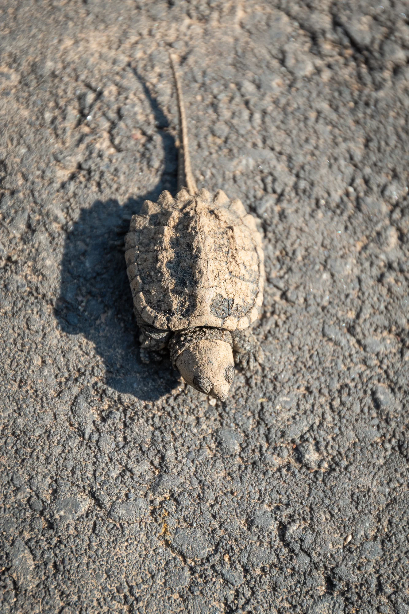 The first look down on the little Snapping Turtle hatchling.