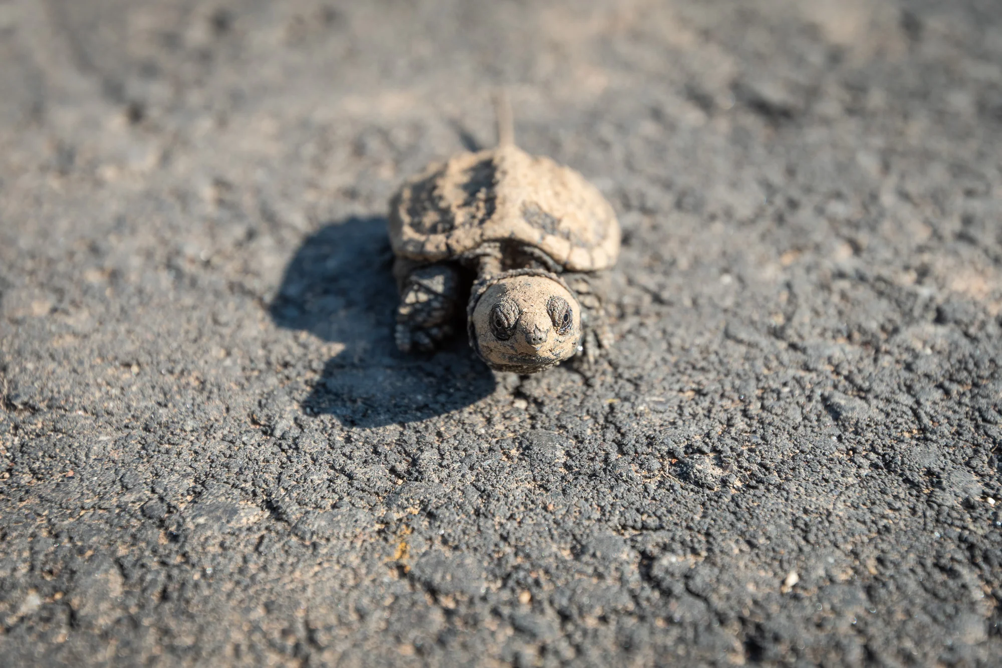 Good morning, little hatchling. As I lay down in front of the Snapping Turtle it began moving quickly towards me.