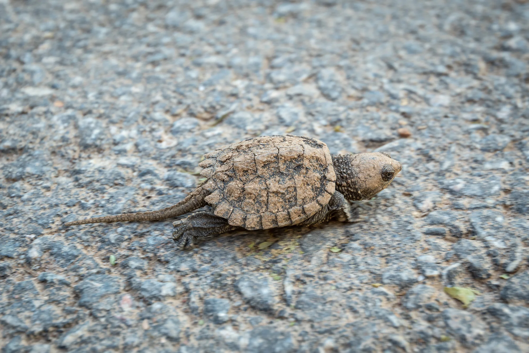 A profile look at the baby Snapping Turtle as it quickly moved along the pavement. We shaded it from the sun for a bit.