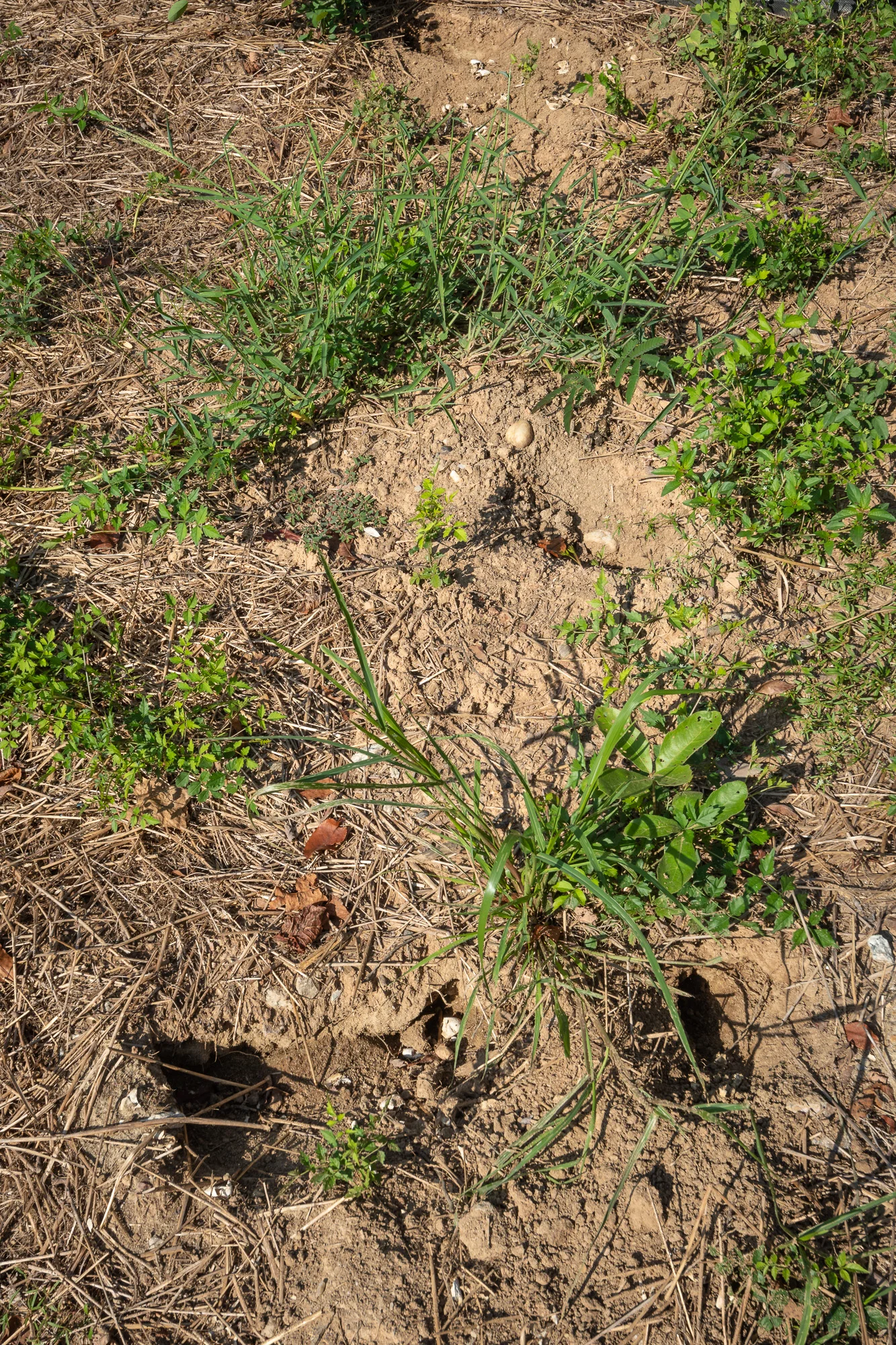 A wider view of what might be multiple Snapping Turtle nests. You can see holes and shells at the bottom, around the middle, and again near the top.