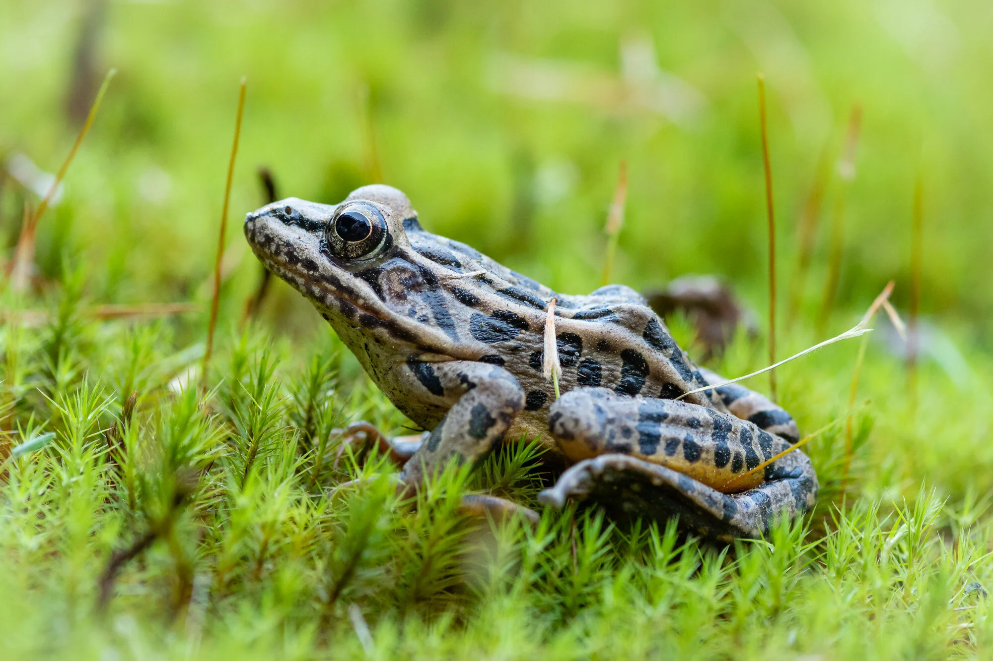 A nice profile picture of a Pickerel Frog resting on some greenery.