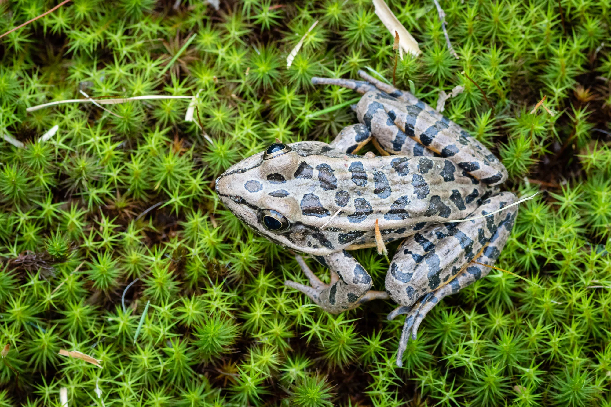 Looking down on the Pickerel Frog we can see the somewhat squarish shape to the markings on its back.