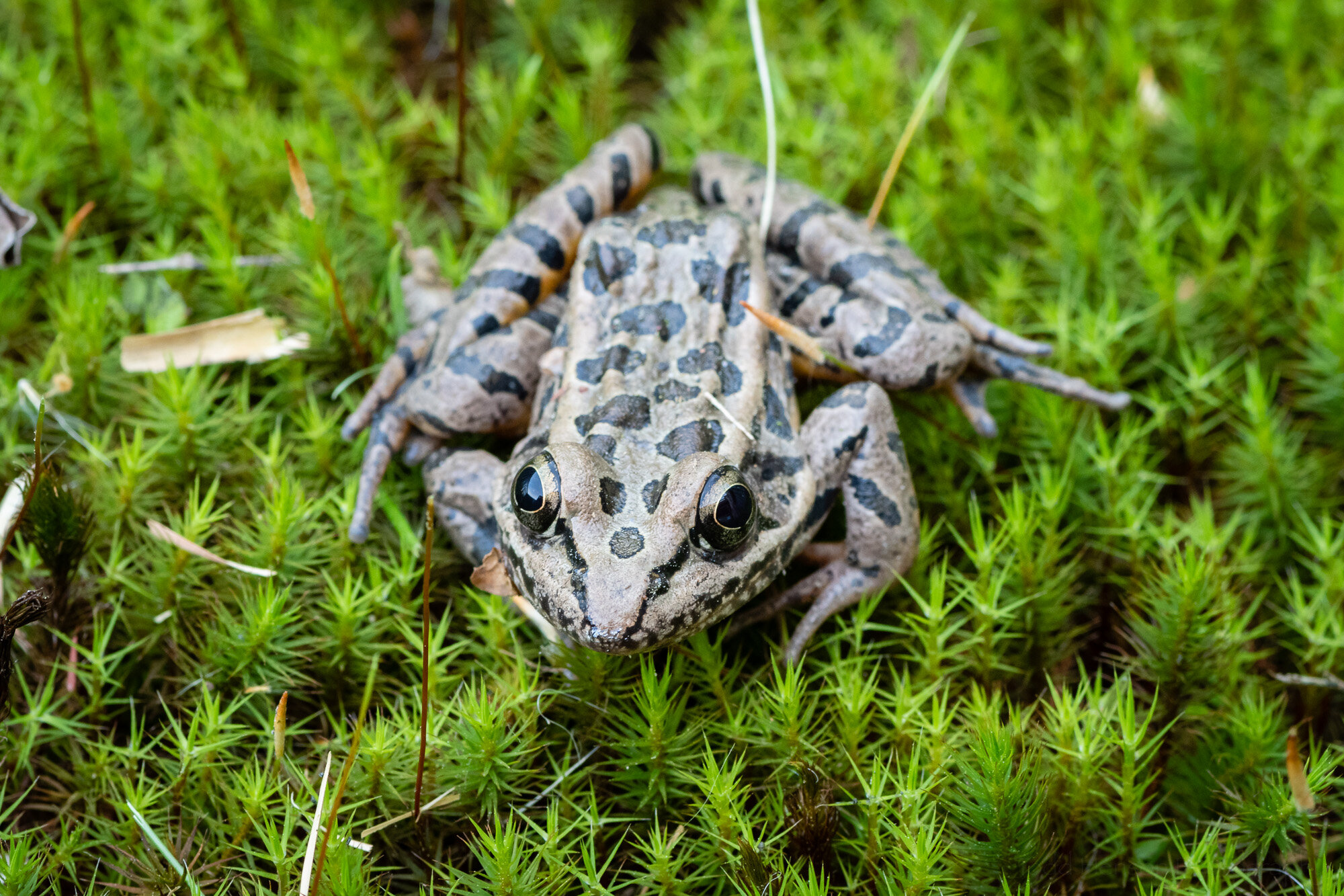 Looking down on the front of a Pickerel Frog.