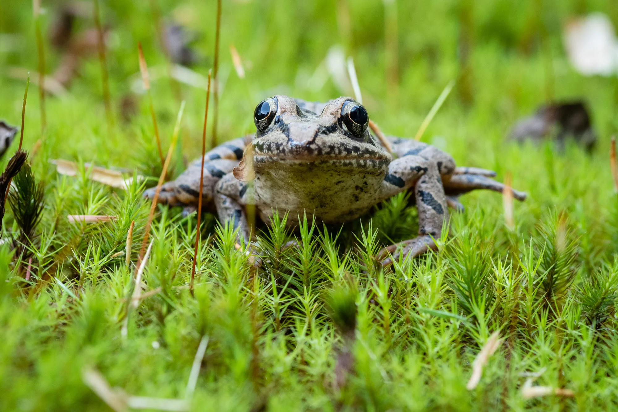 Facing down a Pickerel Frog.