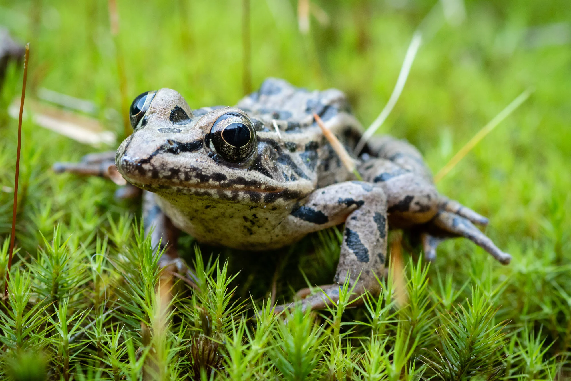 Looking closely into the eyes of a Pickerel Frog.
