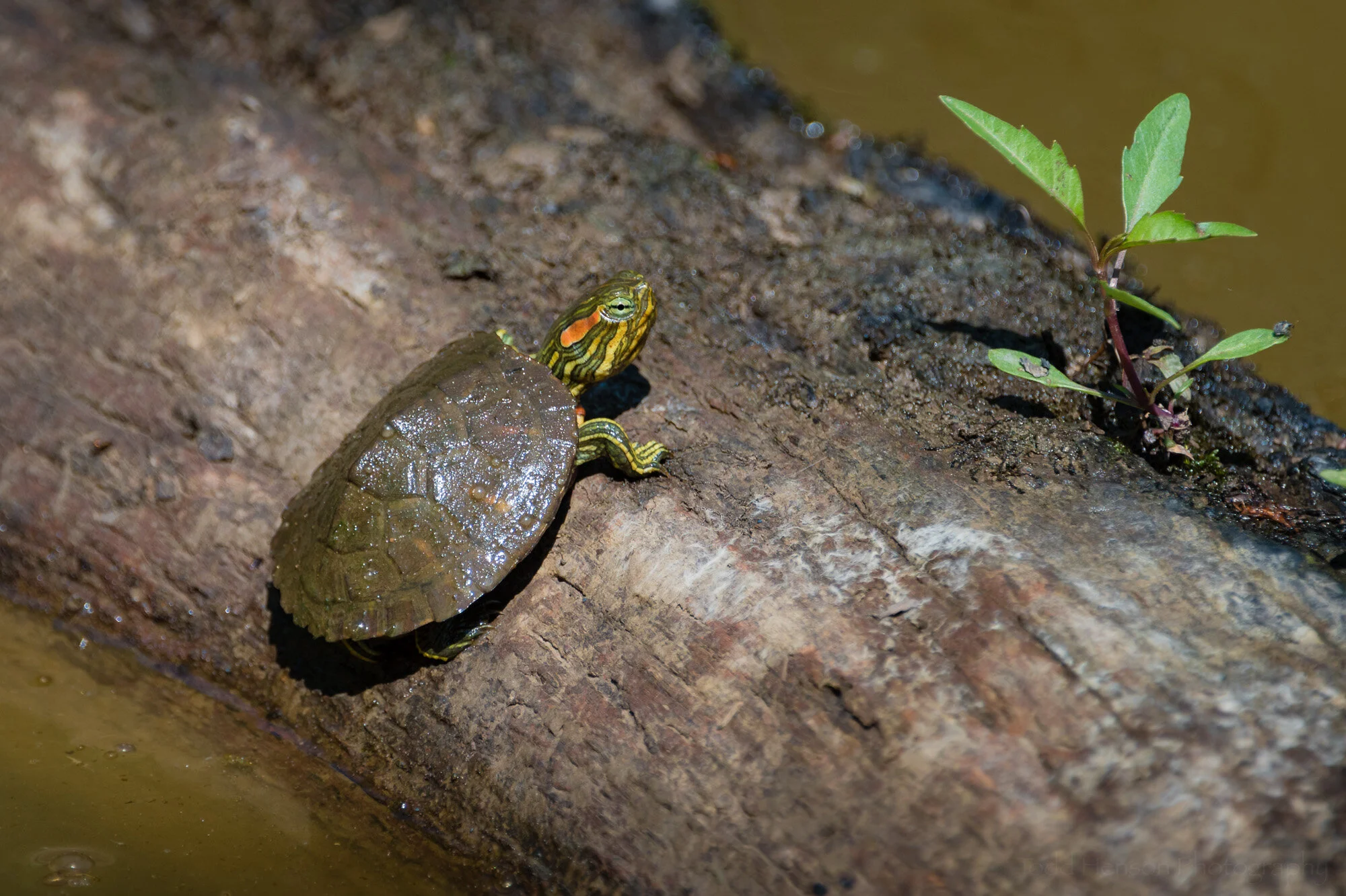 A small baby turtle slowly climbing out of the water onto a log, hoping for that nice quiet piece of sunshine to bask in.
