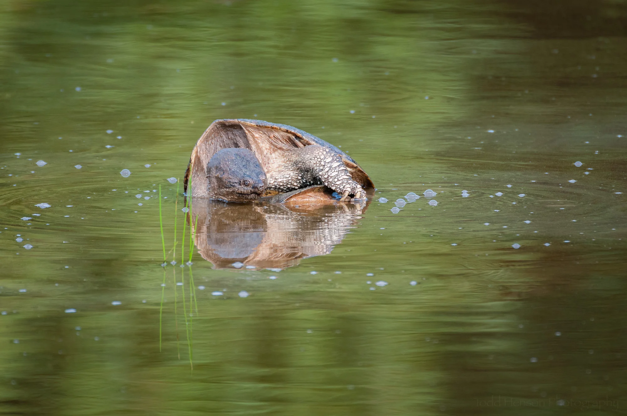 Snapping Turtle Pair in Late August