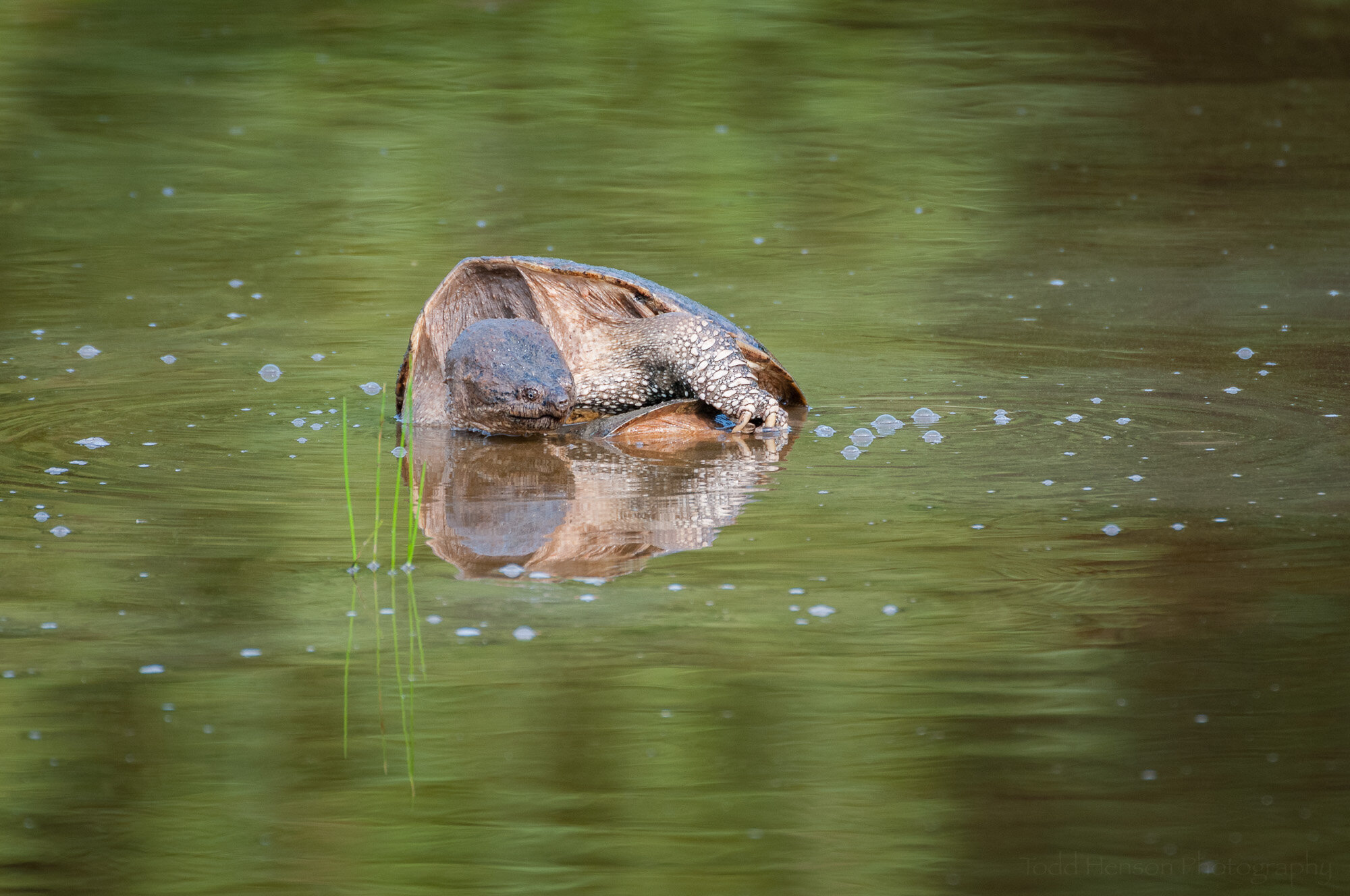 A pair of Snapping Turtles that appear to be mating in the water. We can see how the male clutches onto the female.