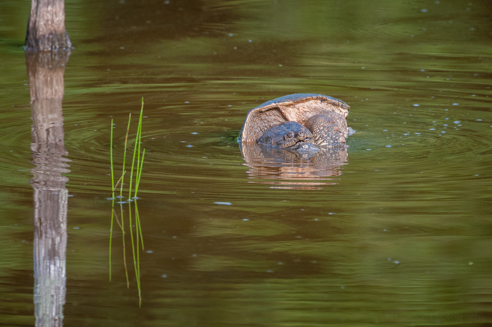 The male Snapping Turtle peeks its head above the water.