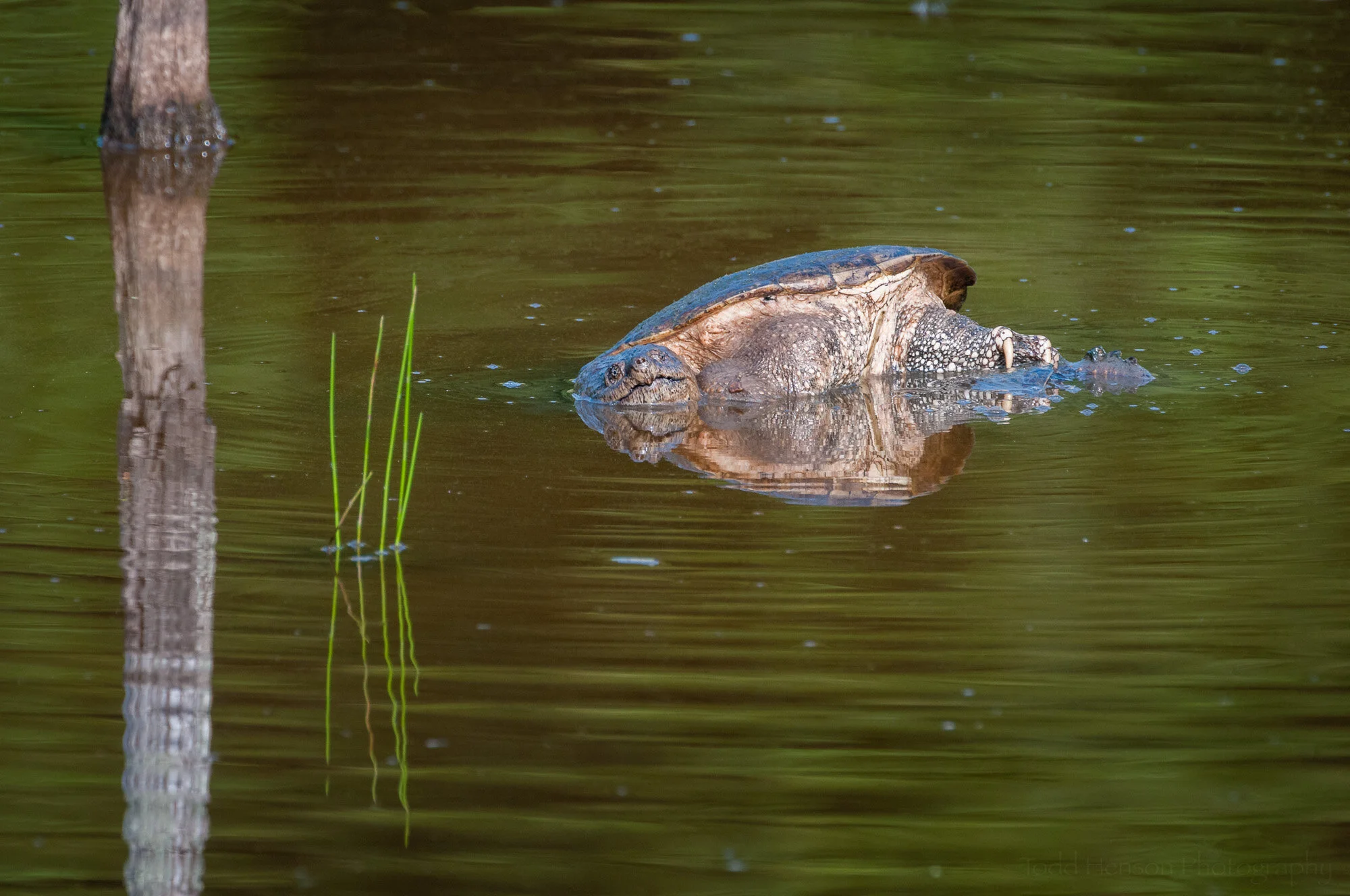 The reflections help create some interesting compositions, here with the male Snapping Turtle angled in the water above the female.