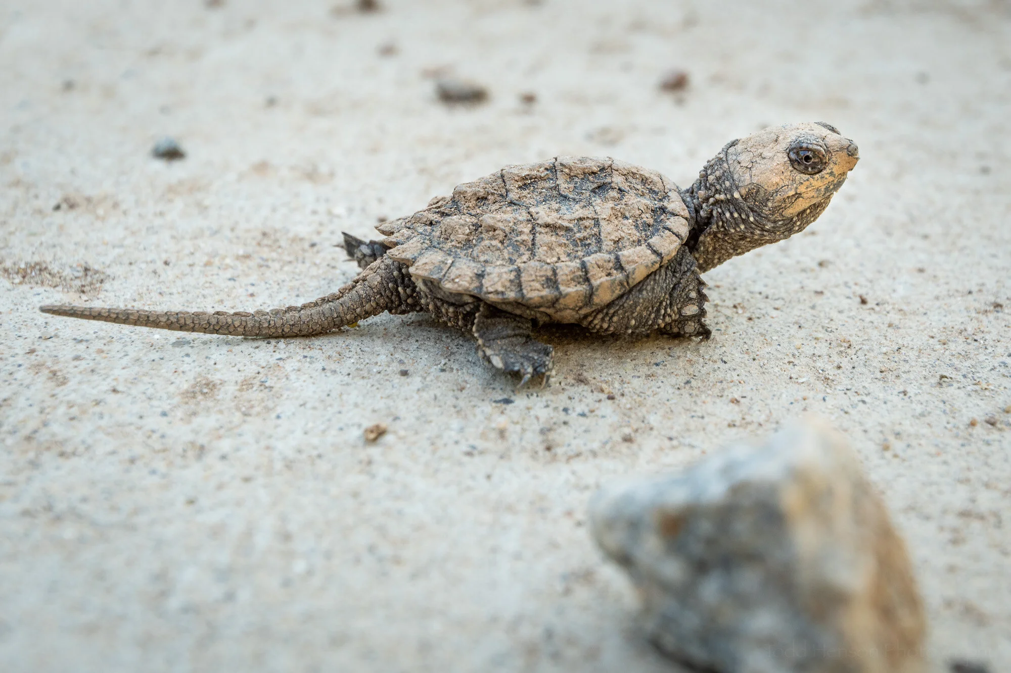 I created my favorite photograph of the Snapping Turtle hatchling after it left the pavement and rested in a more natural environment.