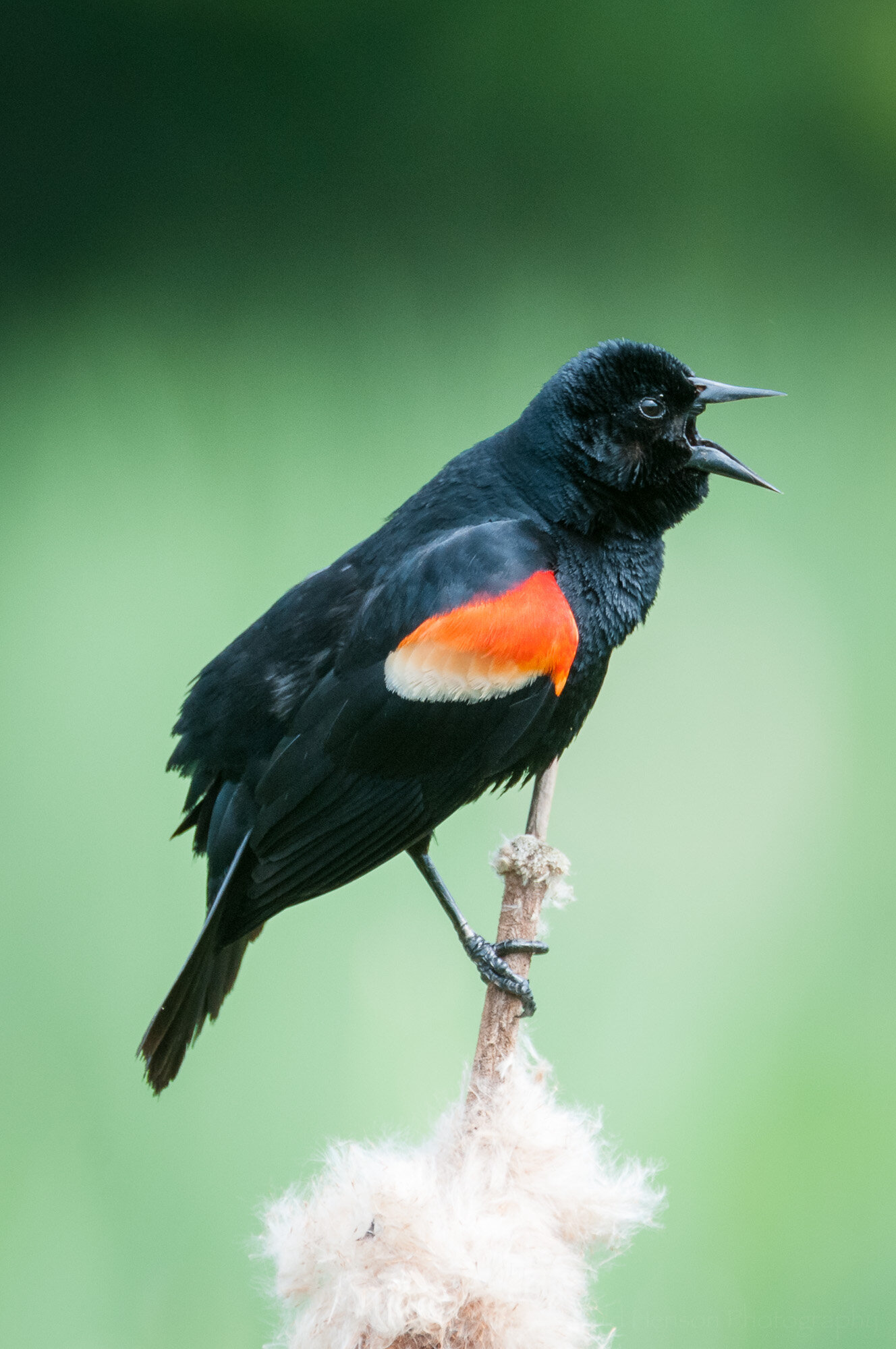 Singing Red-winged Blackbird — Todd Henson Photography