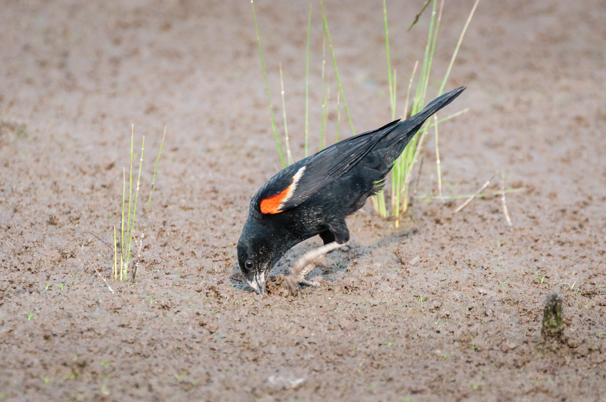 Singing Red-winged Blackbird — Todd Henson Photography